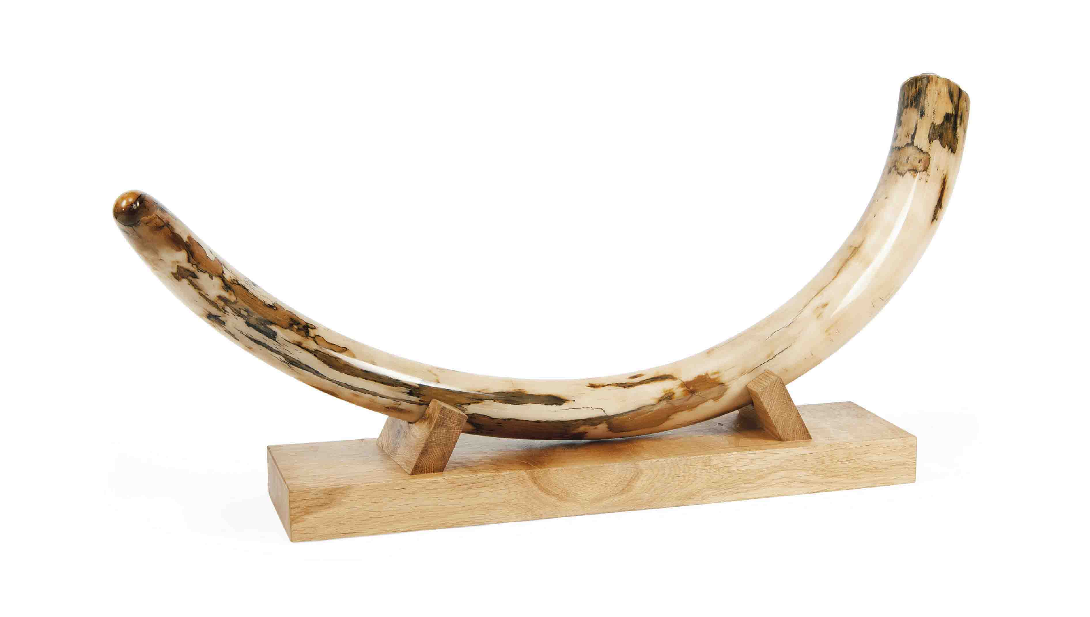woolly mammoth tusk jewelry