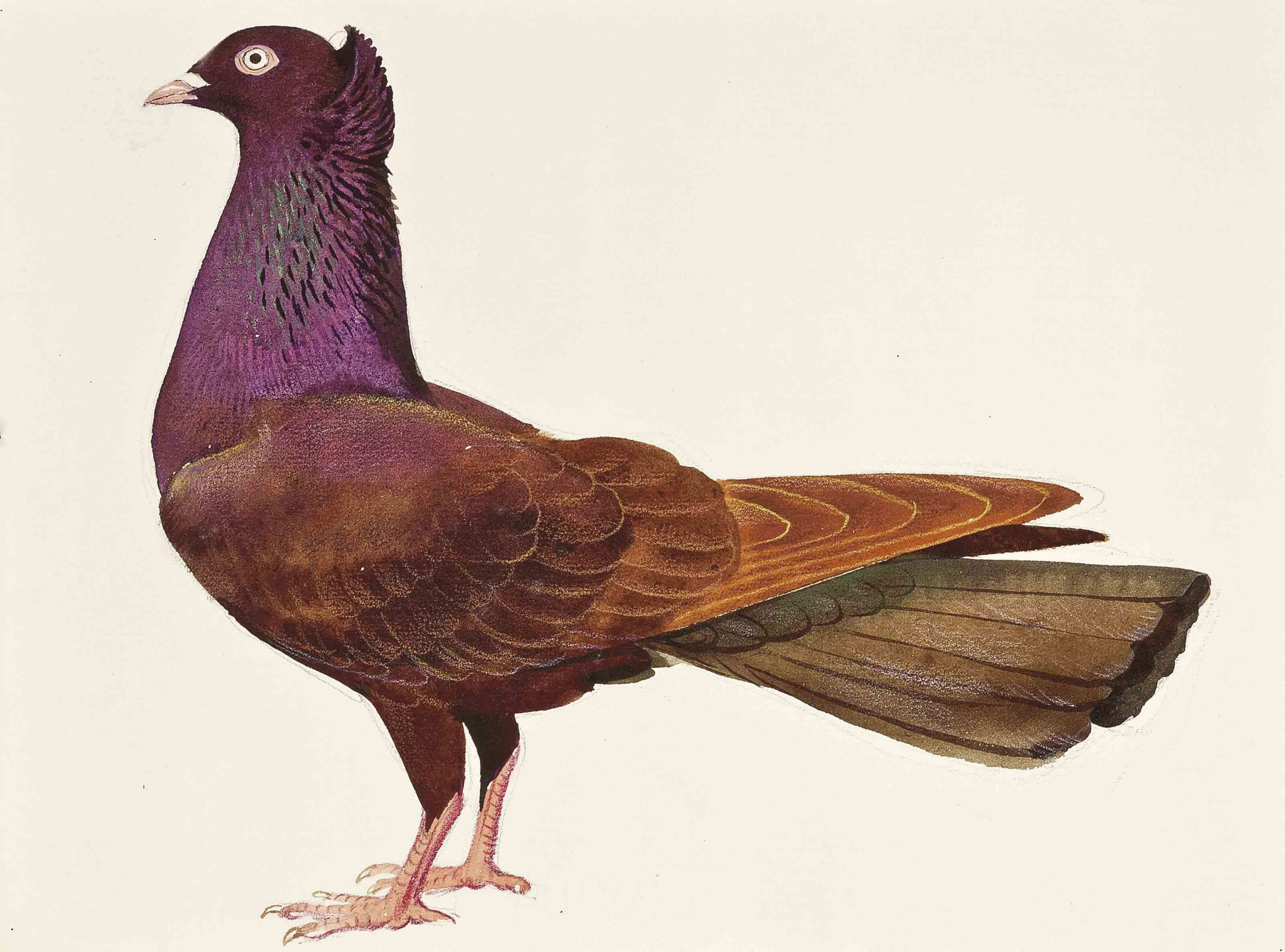 purple pigeon