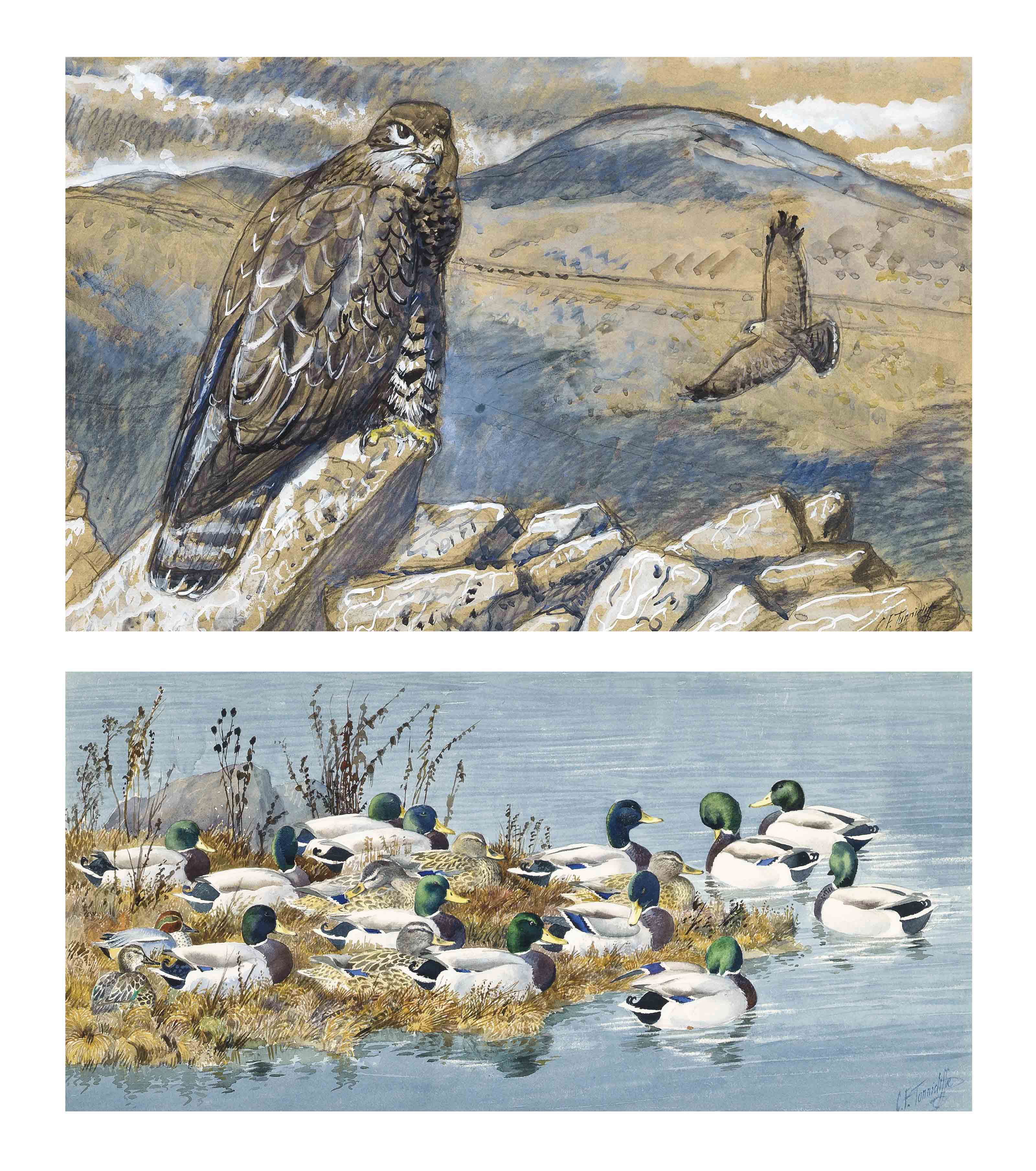 Charles Frederick Tunnicliffe, R.A. (19011979) , Llyn Coron Mallard
