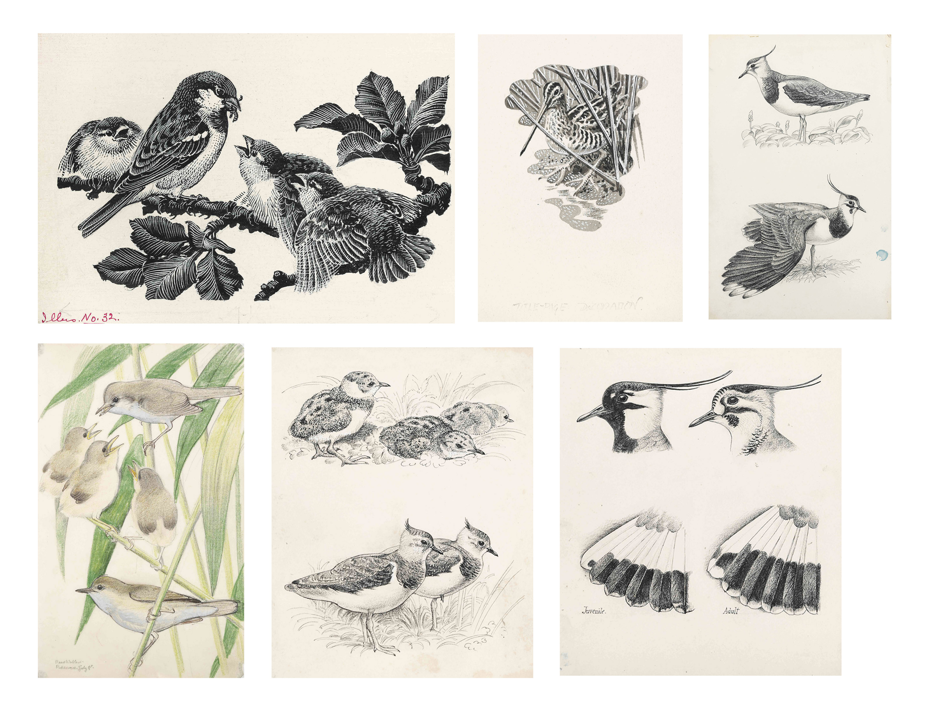 Charles Frederick Tunnicliffe, R.A. (19011979) , Birds of the land