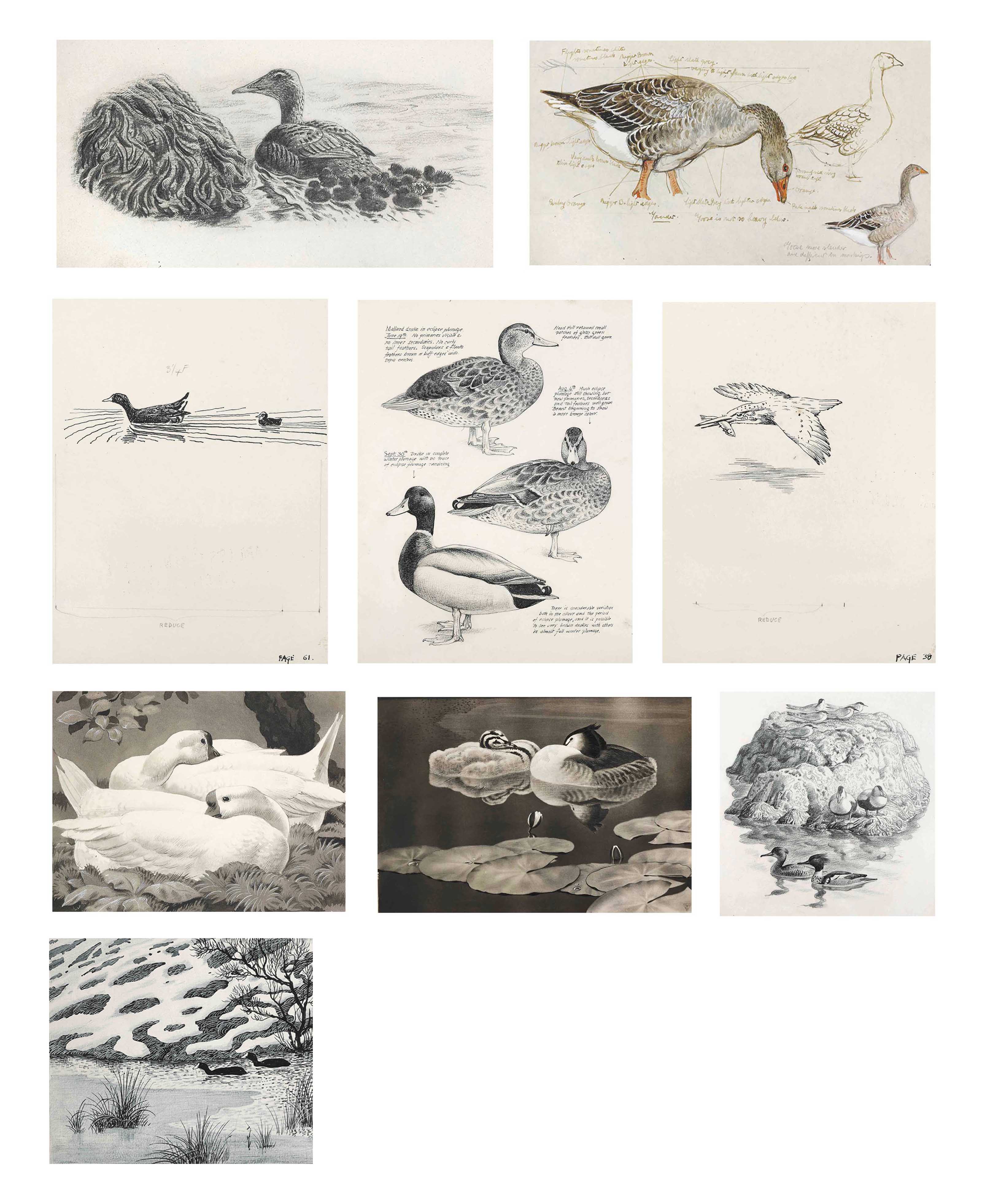 Charles Frederick Tunnicliffe, R.A. (19011979) , Waterbirds Christie's