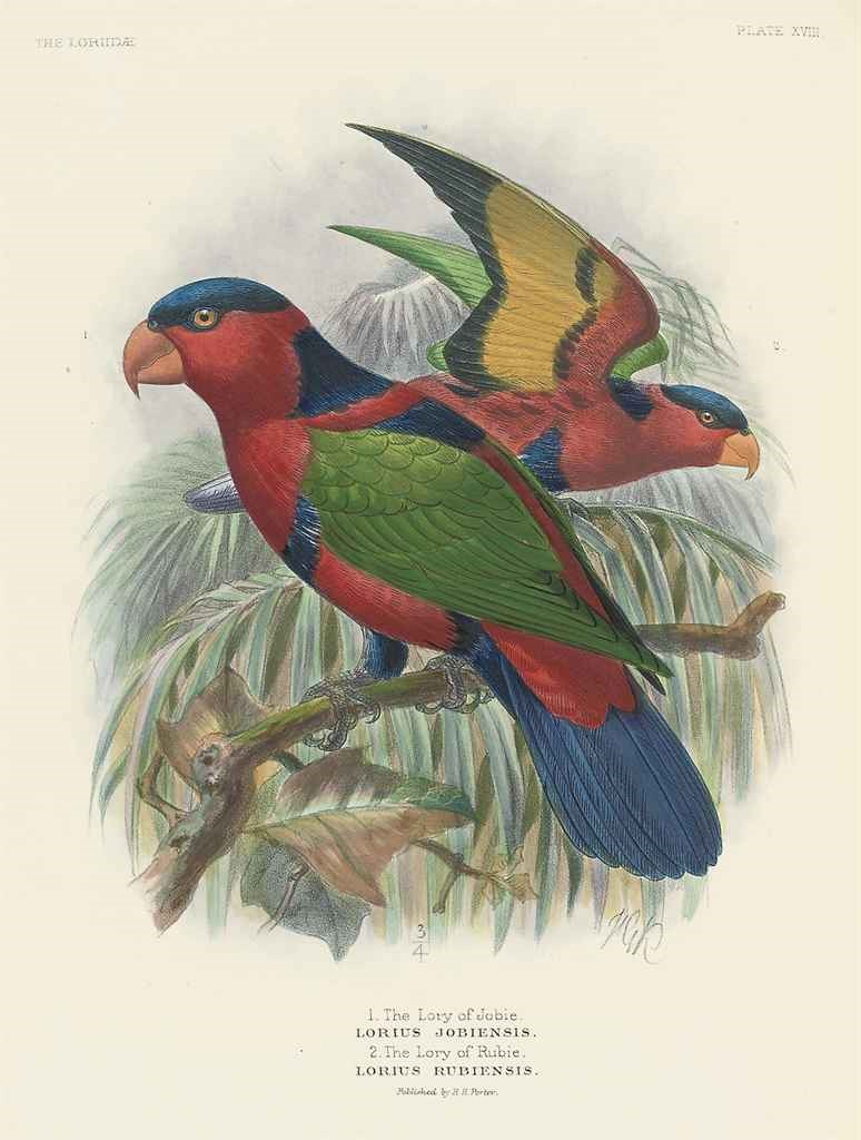 MIVART, St George Jackson (1827-1900). A Monograph of the Lories, or ...