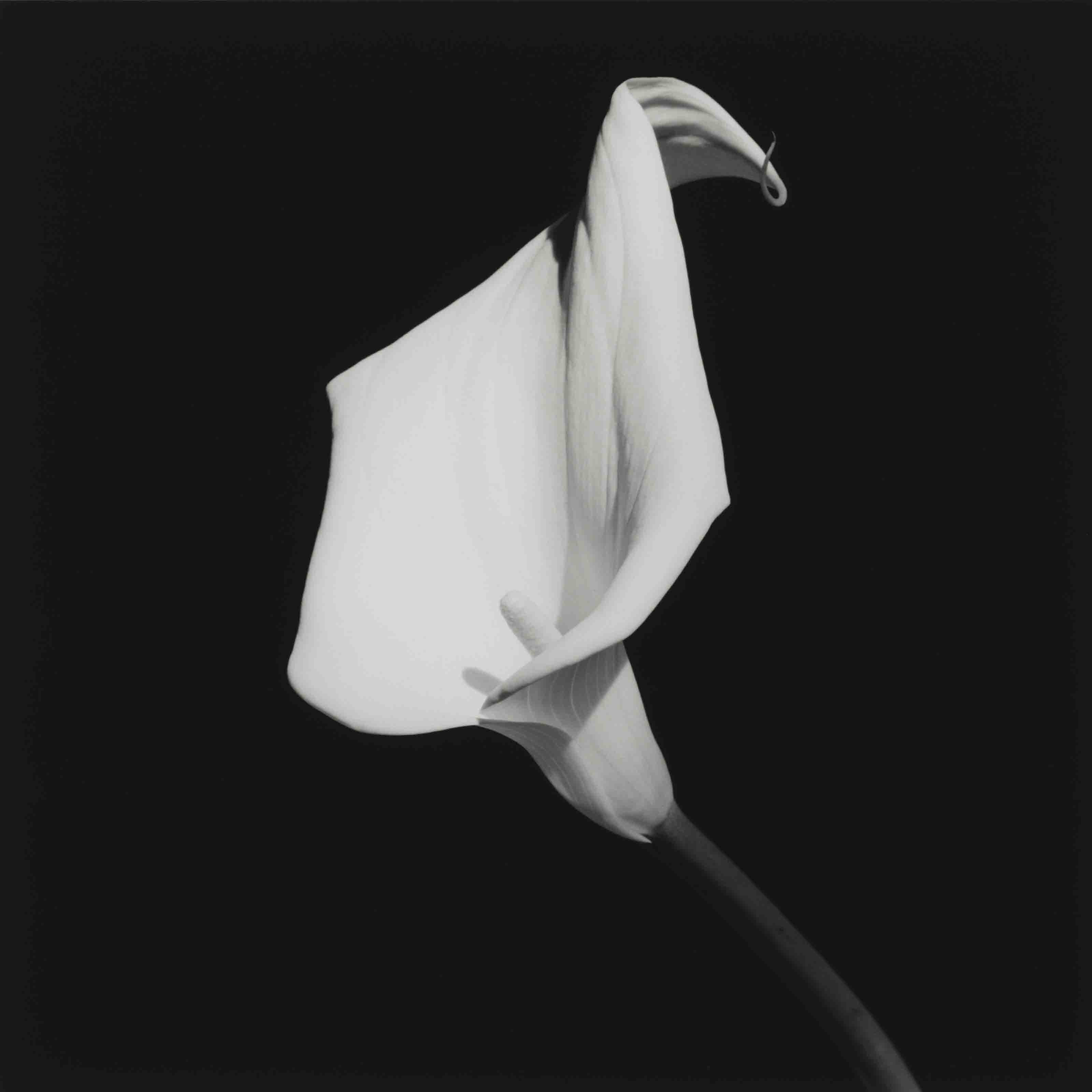ROBERT MAPPLETHORPE (19461989) , Calla Lily, 1987