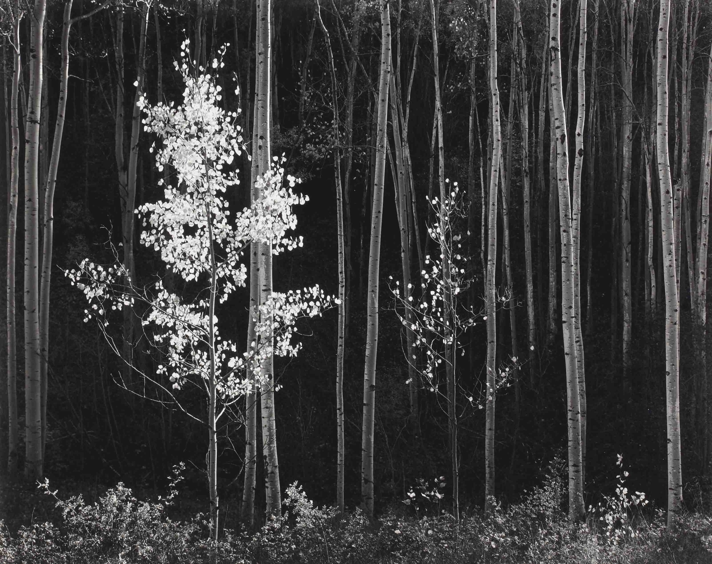 ANSEL ADAMS (1902-1984)
