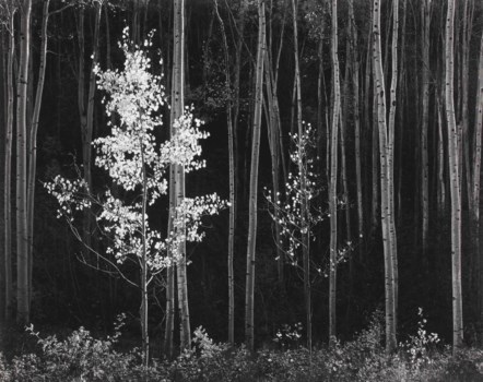 ANSEL ADAMS (1902-1984)