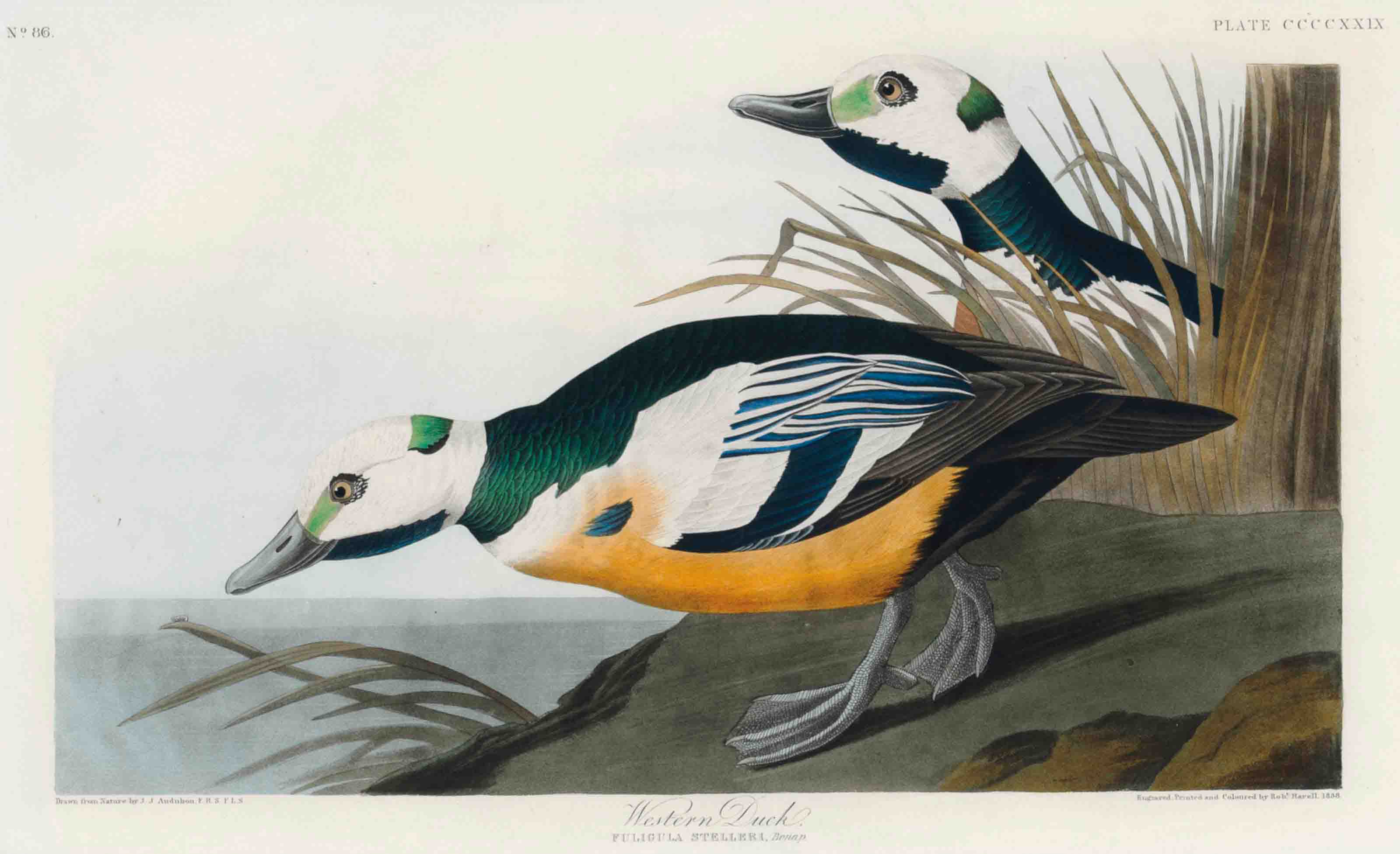 Джон джеймс одюбон картины