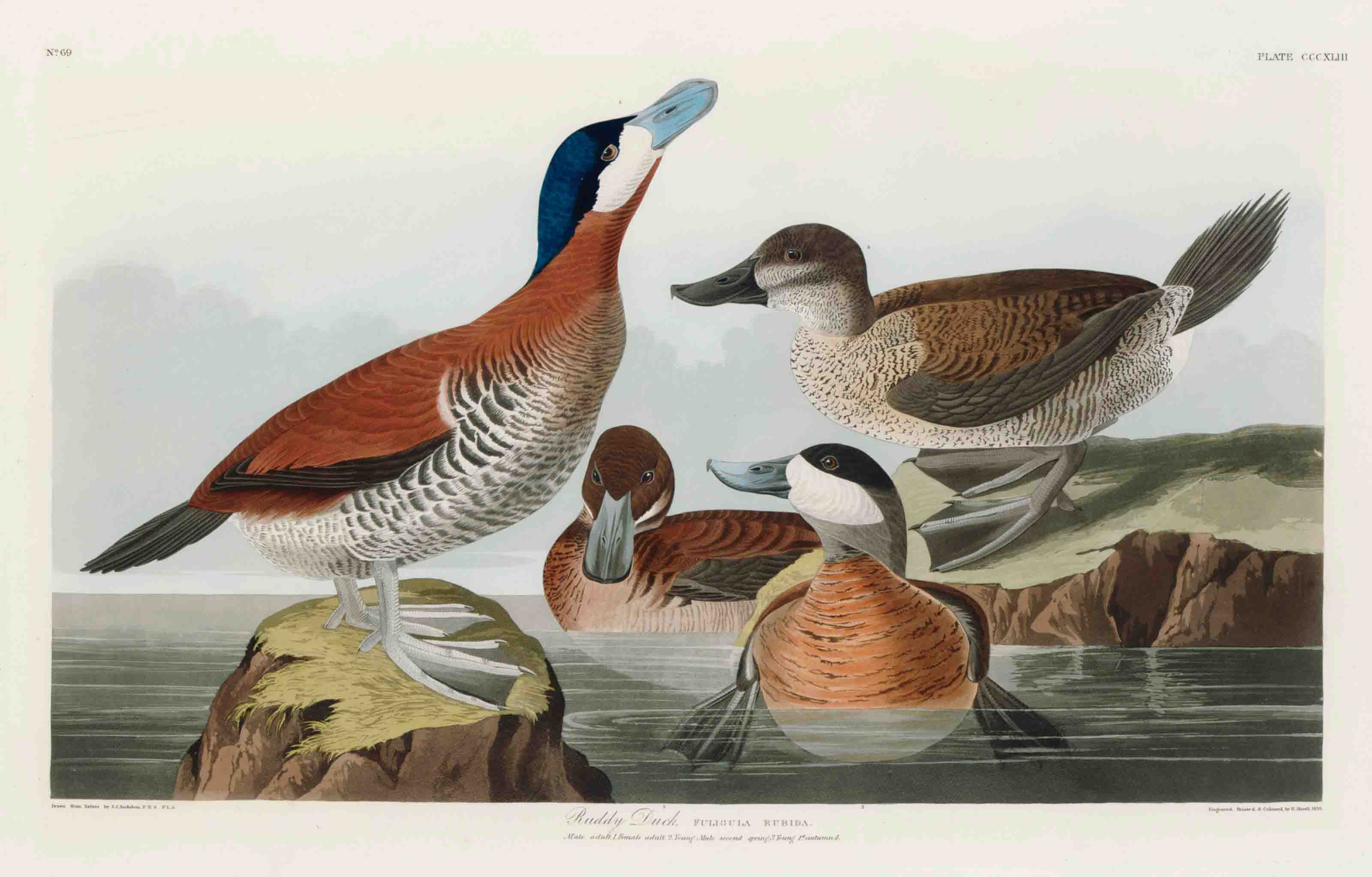 AFTER JOHN JAMES AUDUBONBY ROBERT HAVELL, American Flamingo (Plate