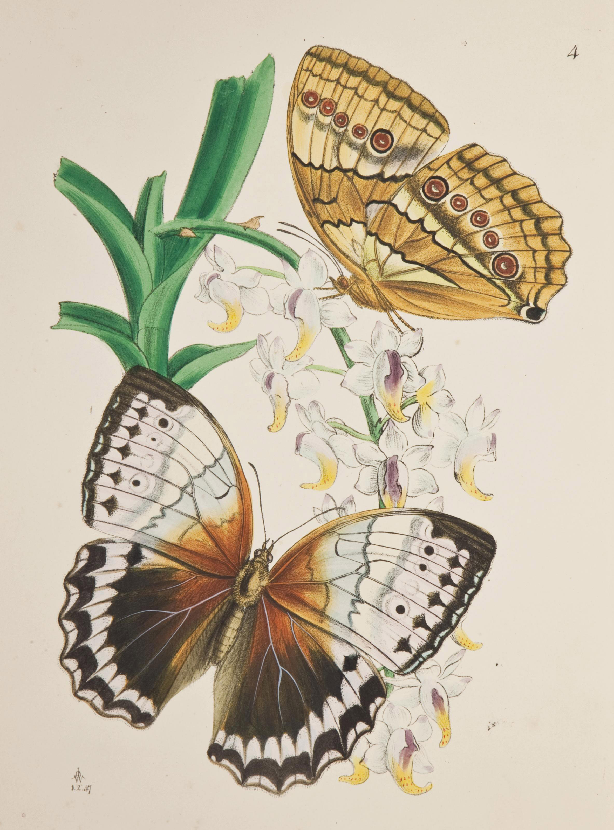 Westwood John Obadiah 1805 13 Cabinet Of Oriental Entomology Being A Selection Of Some Of The Rarer And More Beautiful Species Of Insects Natives Of India And The Adjacent Islands Londres William Smith 1847 1848