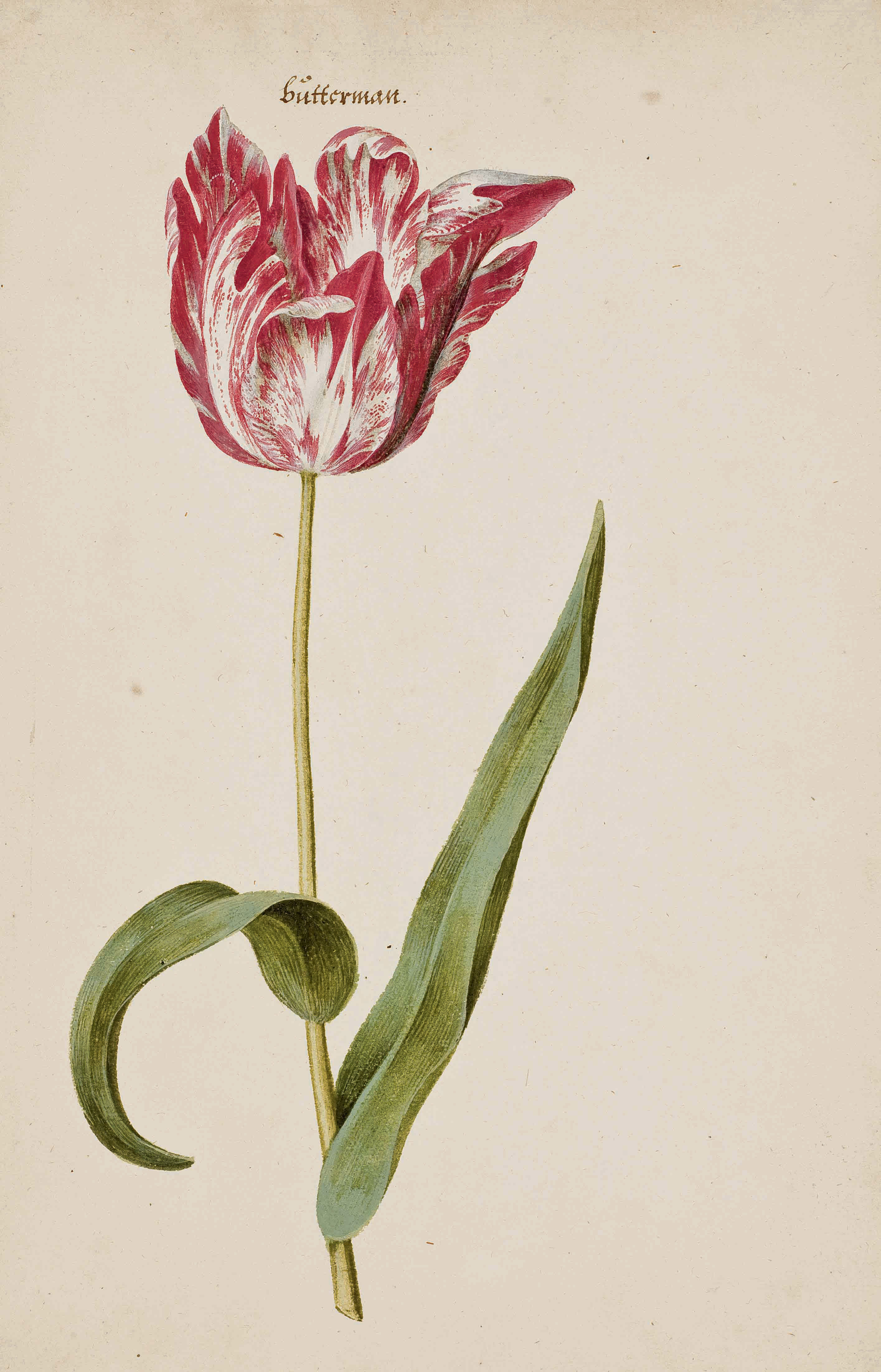 Ecole Hollandaise Vers 1640 50 Une Tulipe Rouge Et Blanche