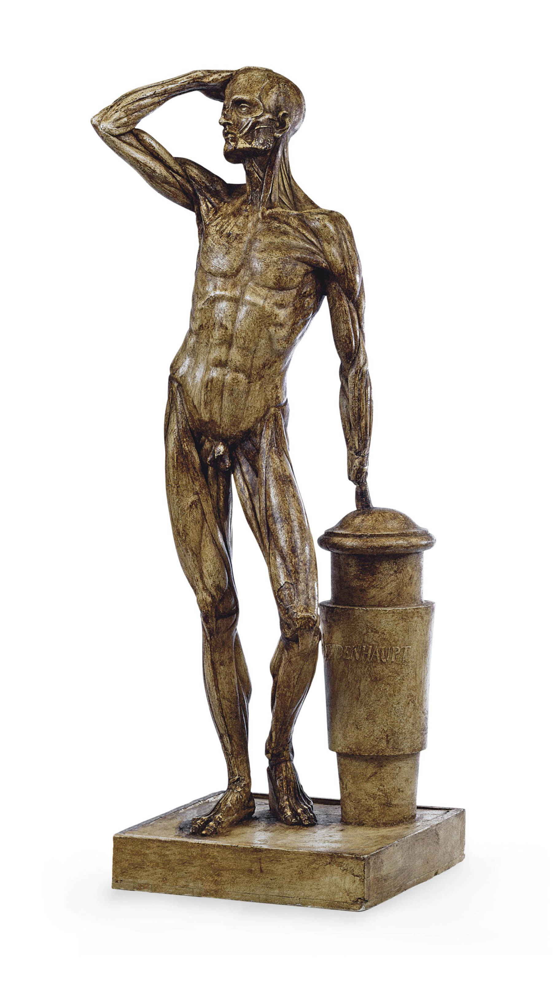 A PLASTER MALE ANATOMICAL FIGURE , AFTER ANDREAS WEIDENHAUPT, 20TH
