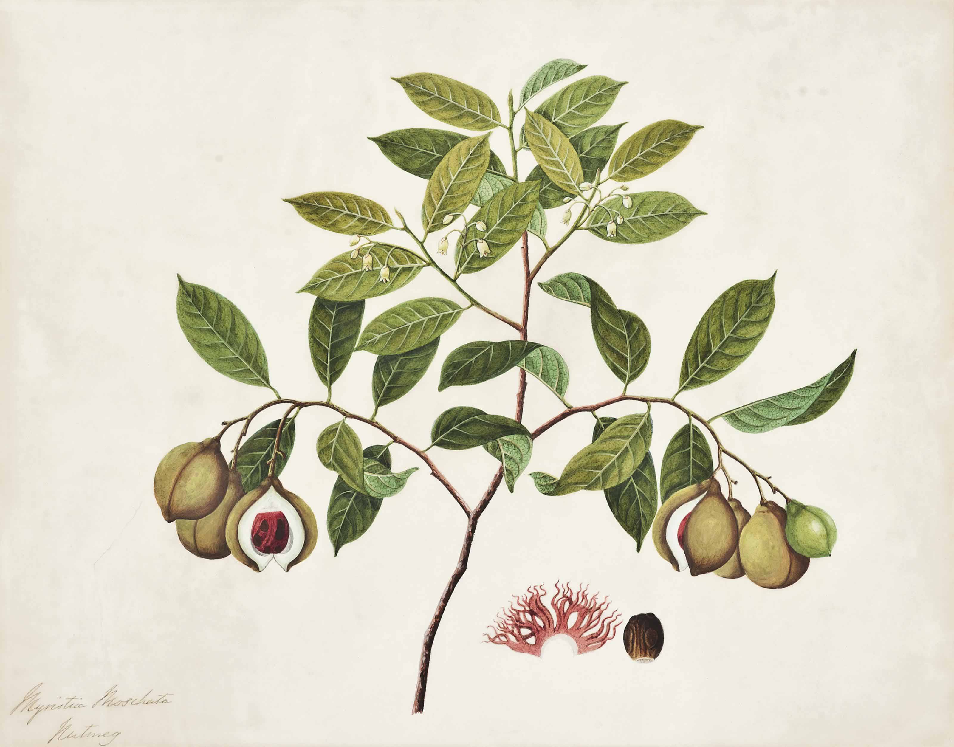 Chinese School, circa 1810 , Myristica Moschata - Nutmeg; and The Tea Plant  | Christie's, image size:3200x2506