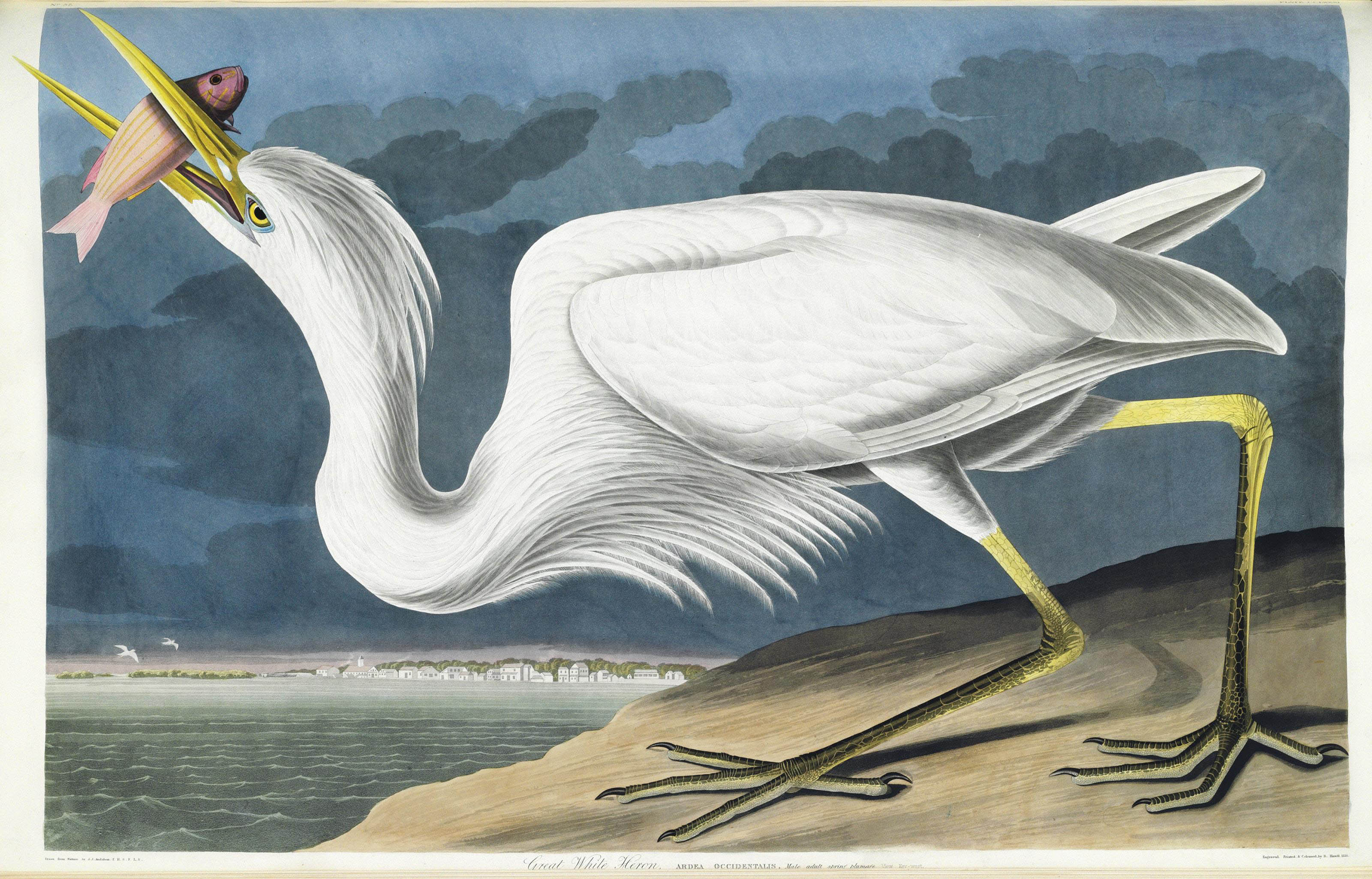 AUDUBON, John James (1785-1851). The Birds of America; from Original
