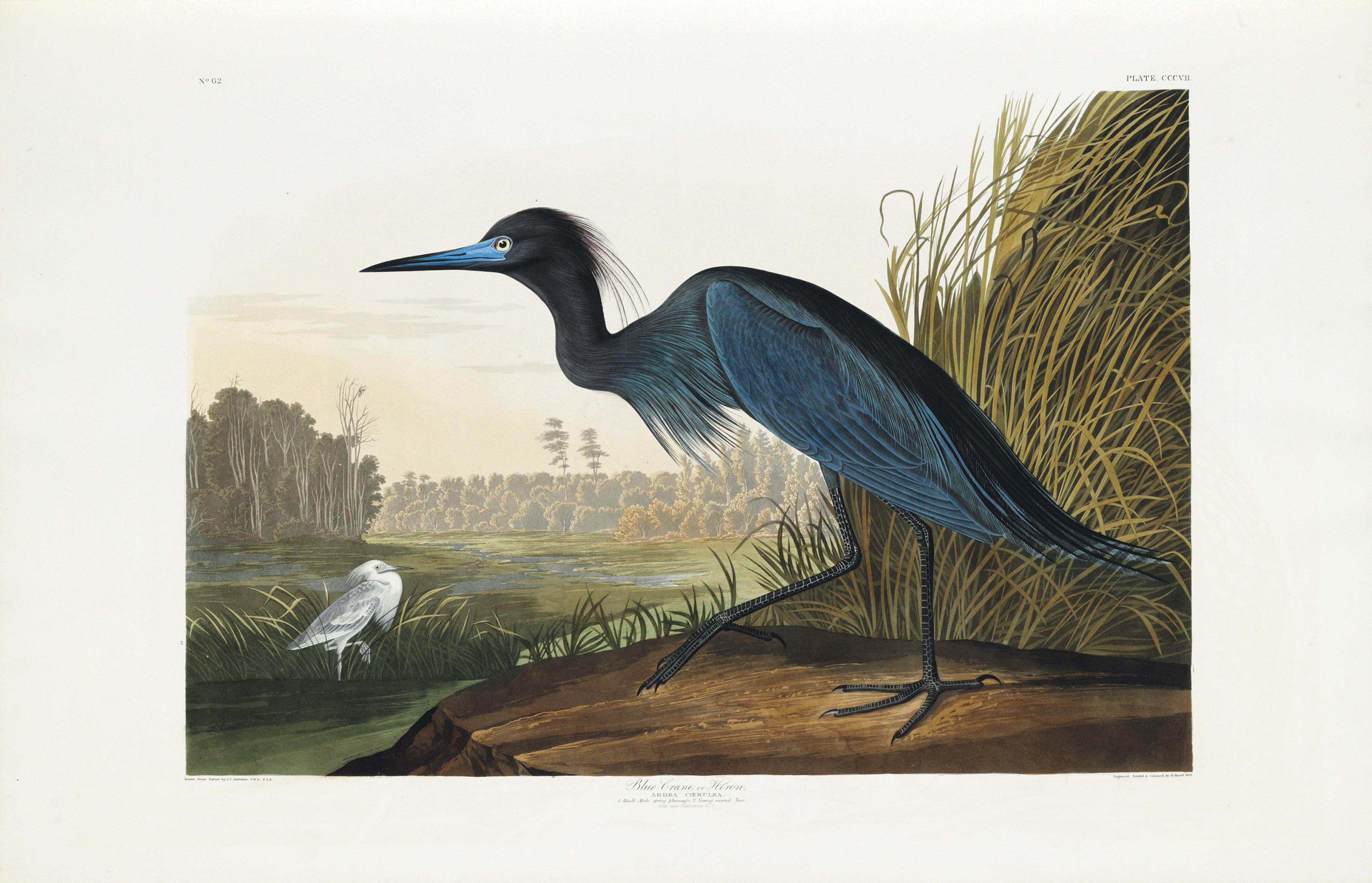 AUDUBON, John James (1785-1851). The Birds of America; from Original