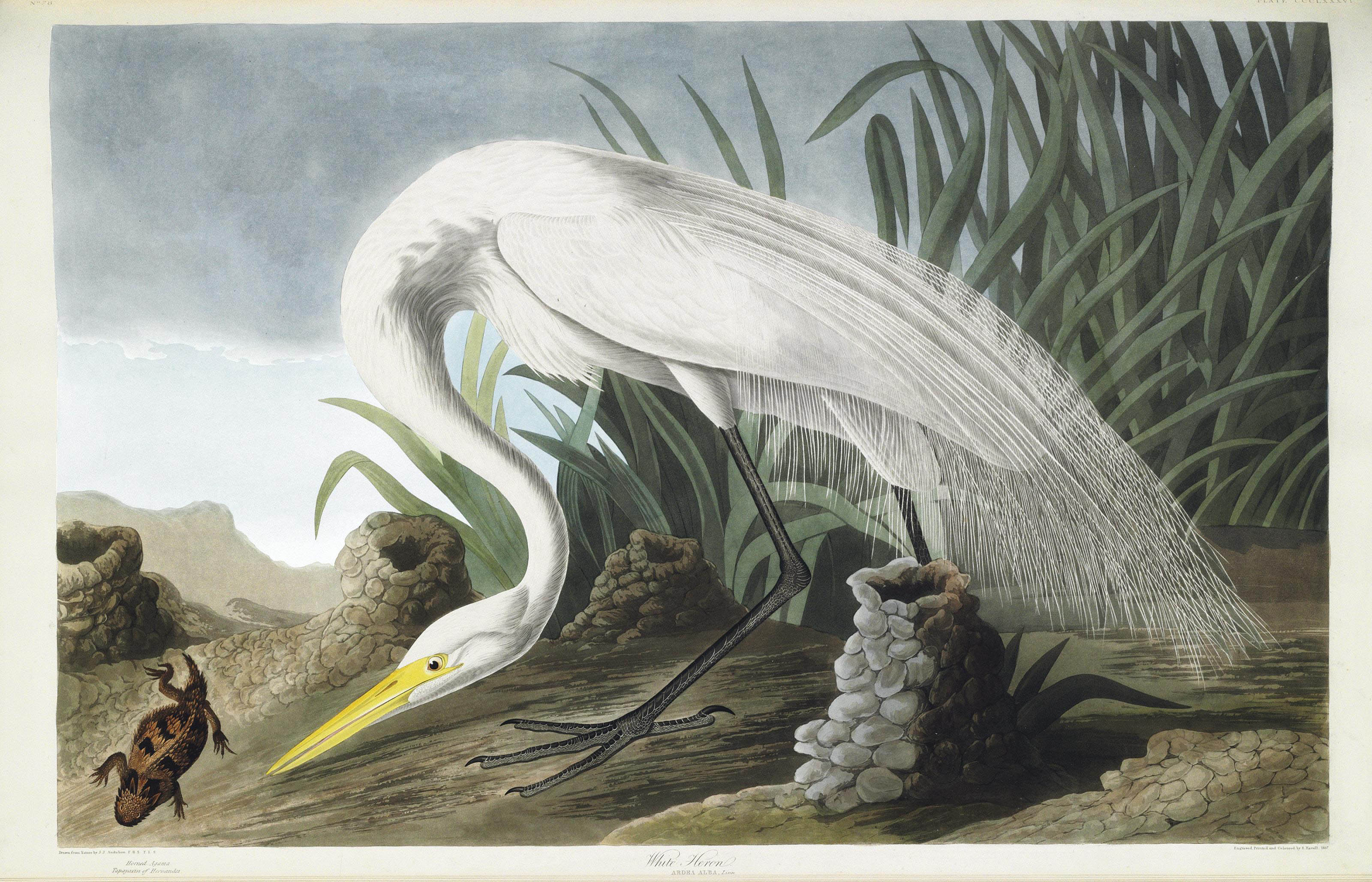 AUDUBON, John James (1785-1851). The Birds of America; from Original