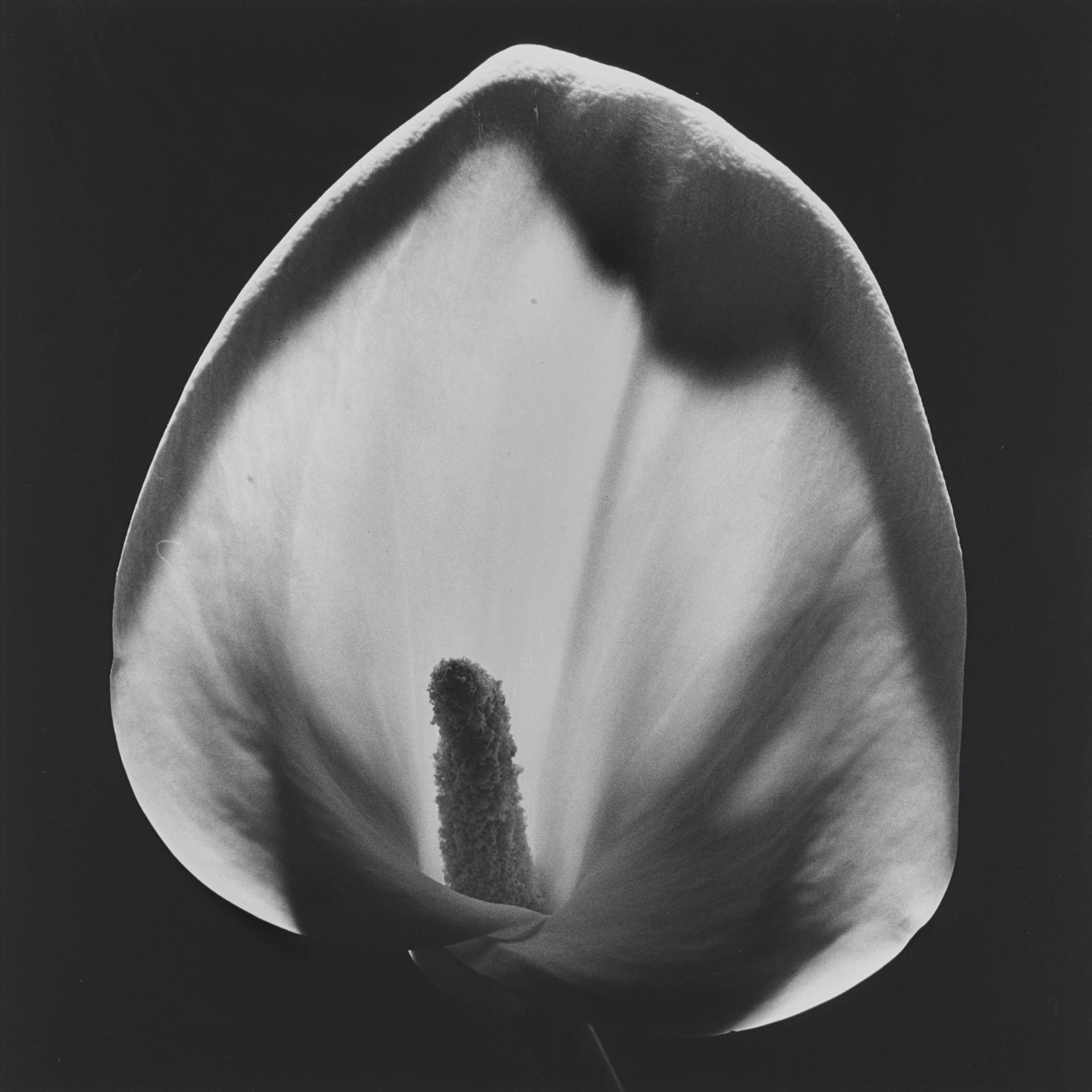 ROBERT MAPPLETHORPE (19461989) , Calla Lily, 1984