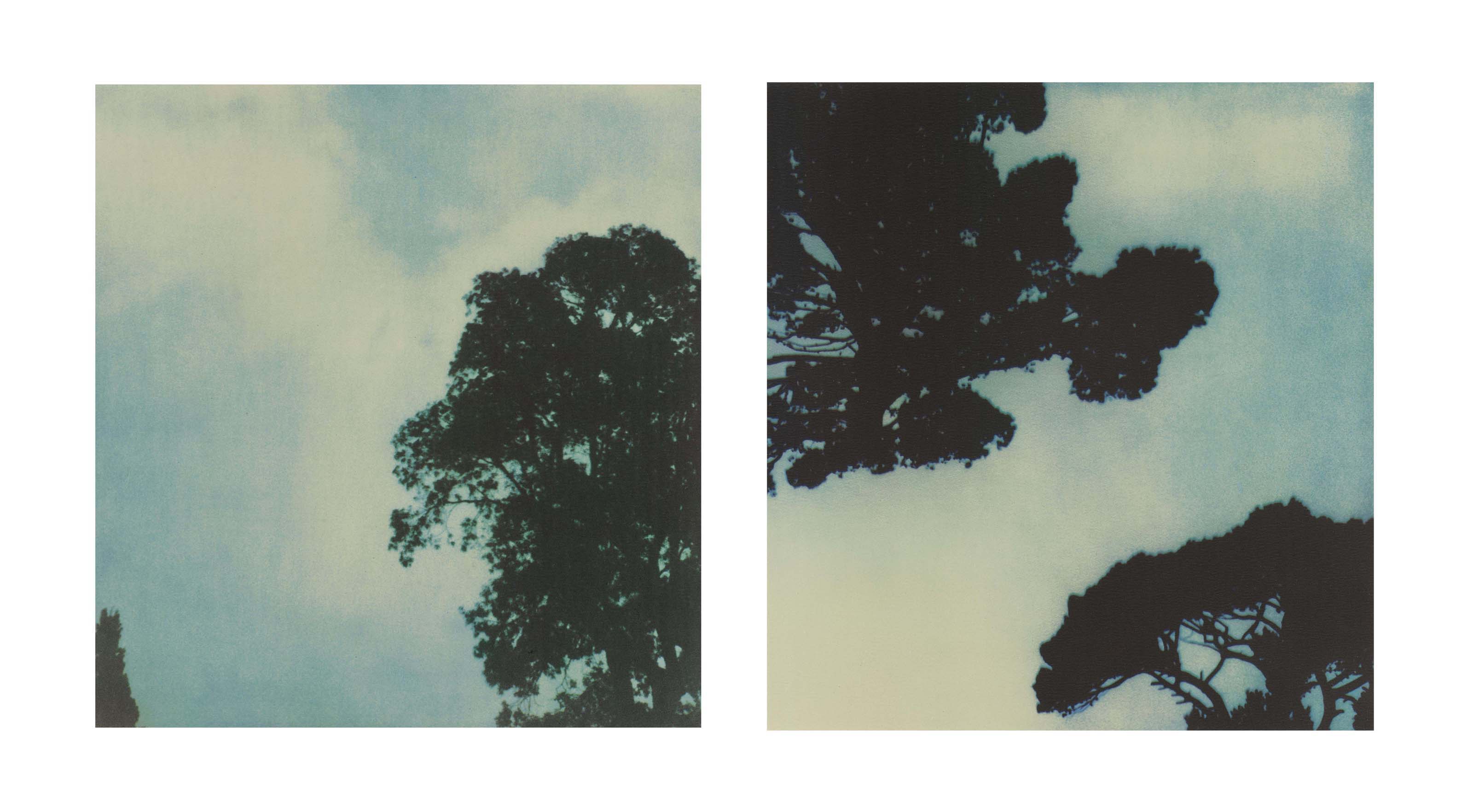 Trees (no. 1 and no. 3) 
