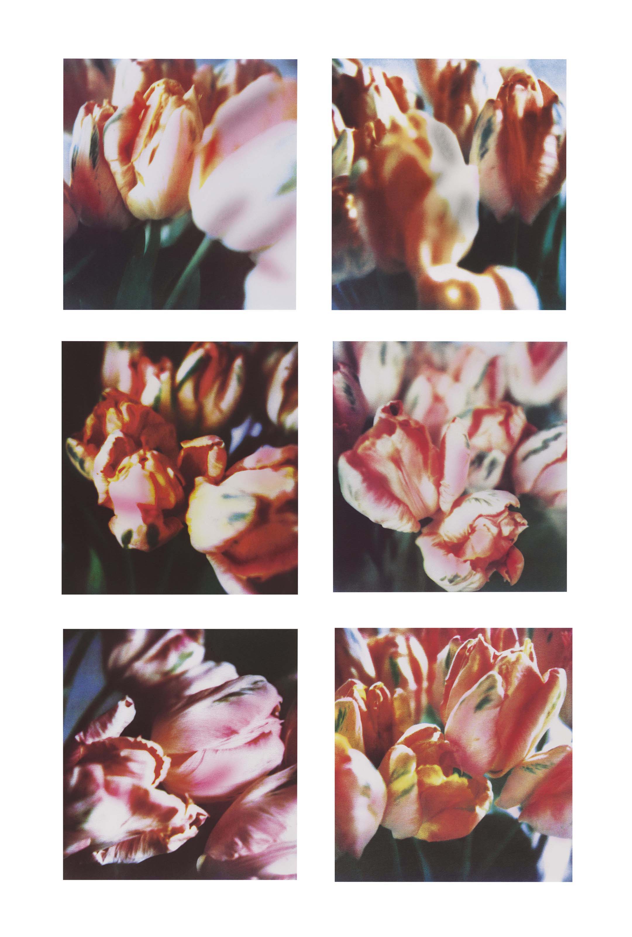 Tulips (III), nos 1-6 
