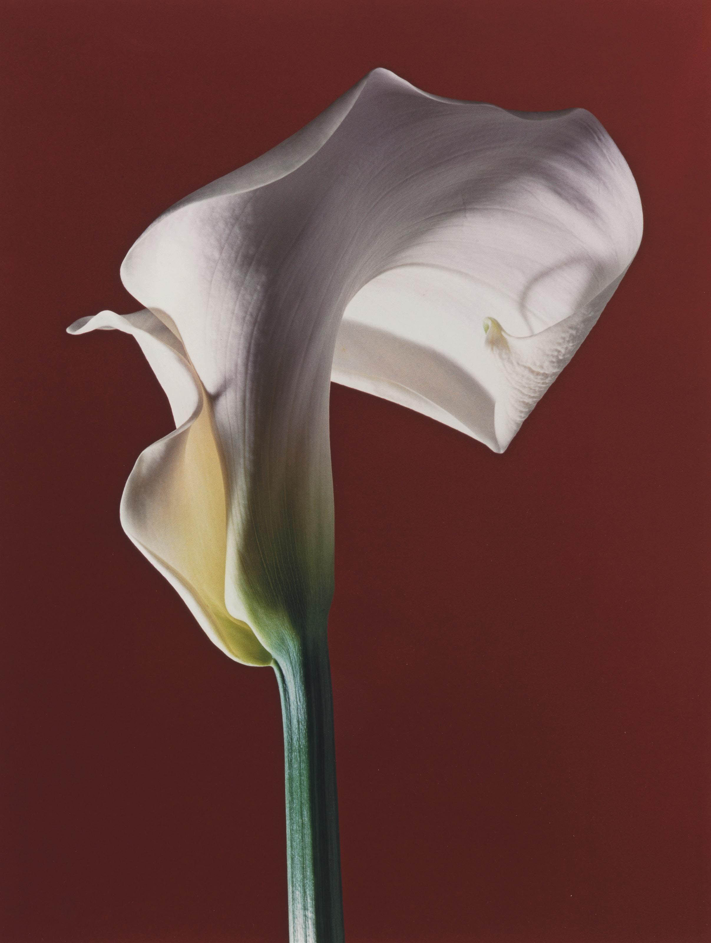 ROBERT MAPPLETHORPE (19461989) , Calla Lily, 1988
