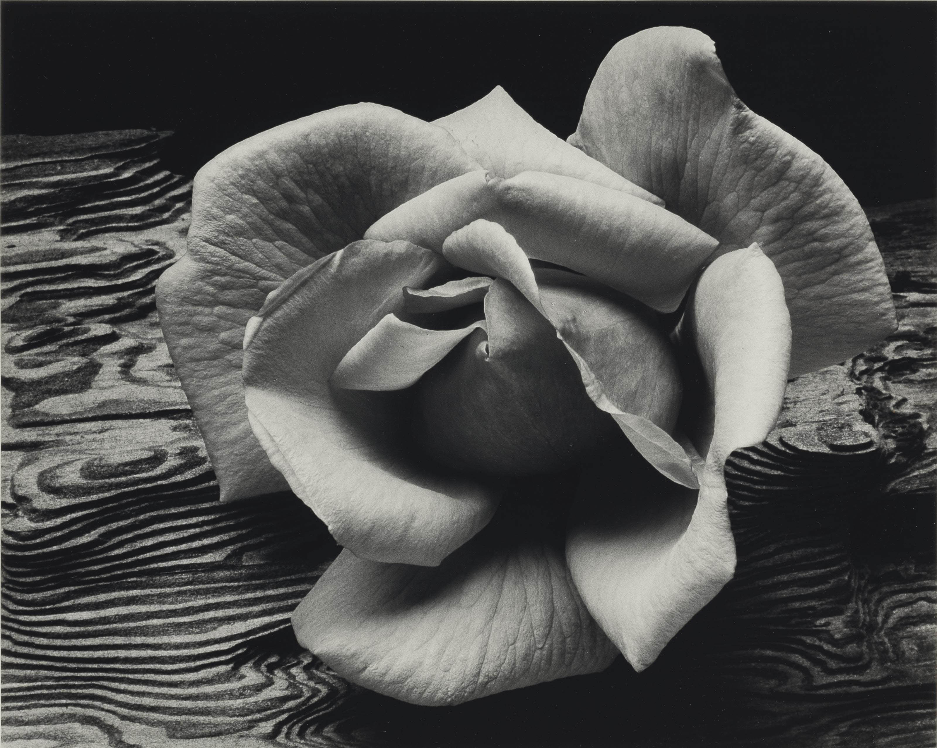 ANSEL ADAMS (19021984) , Rose and Driftwood, 1932 Christie's