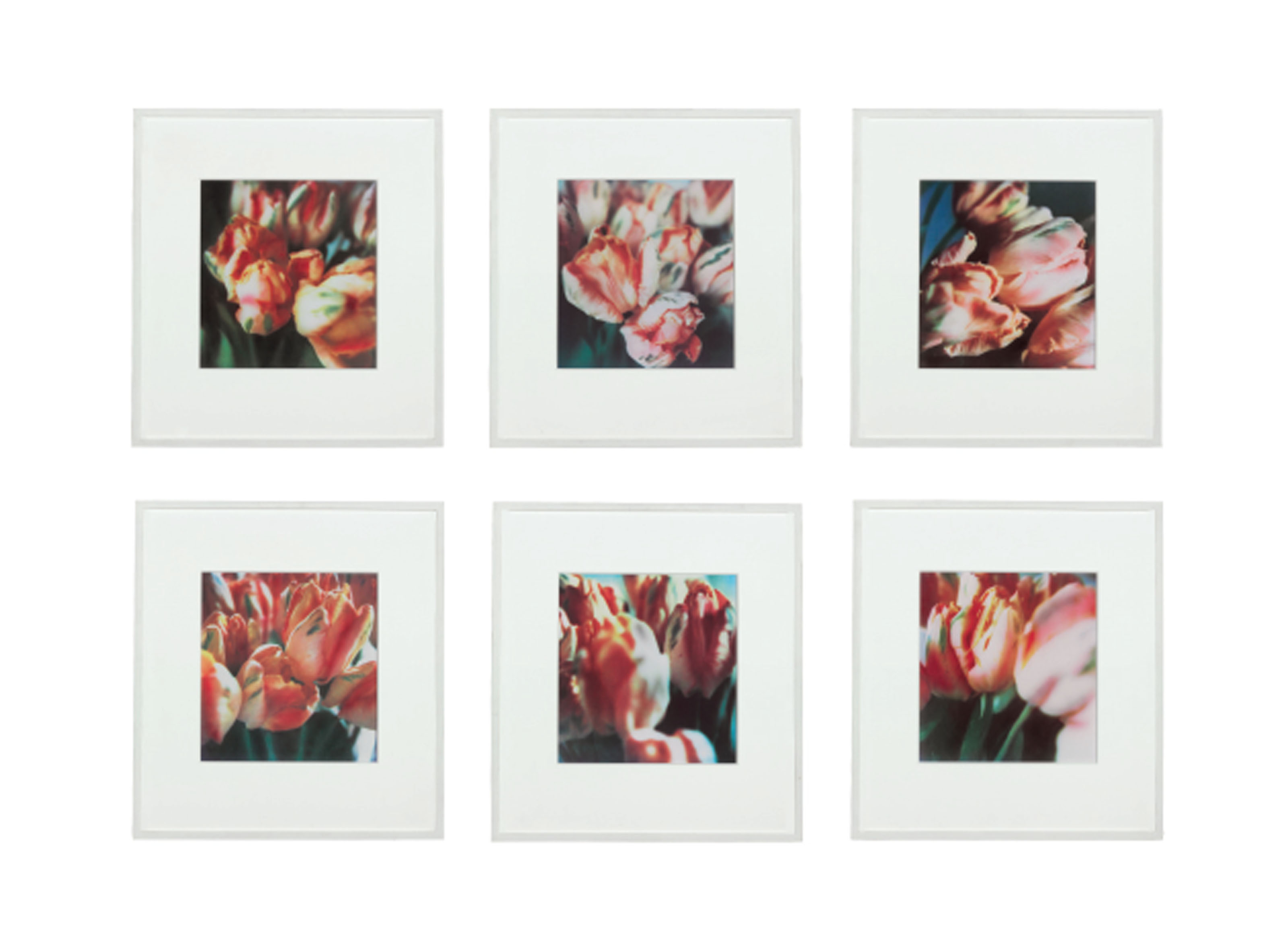 Tulips (III), no. 1-6 
