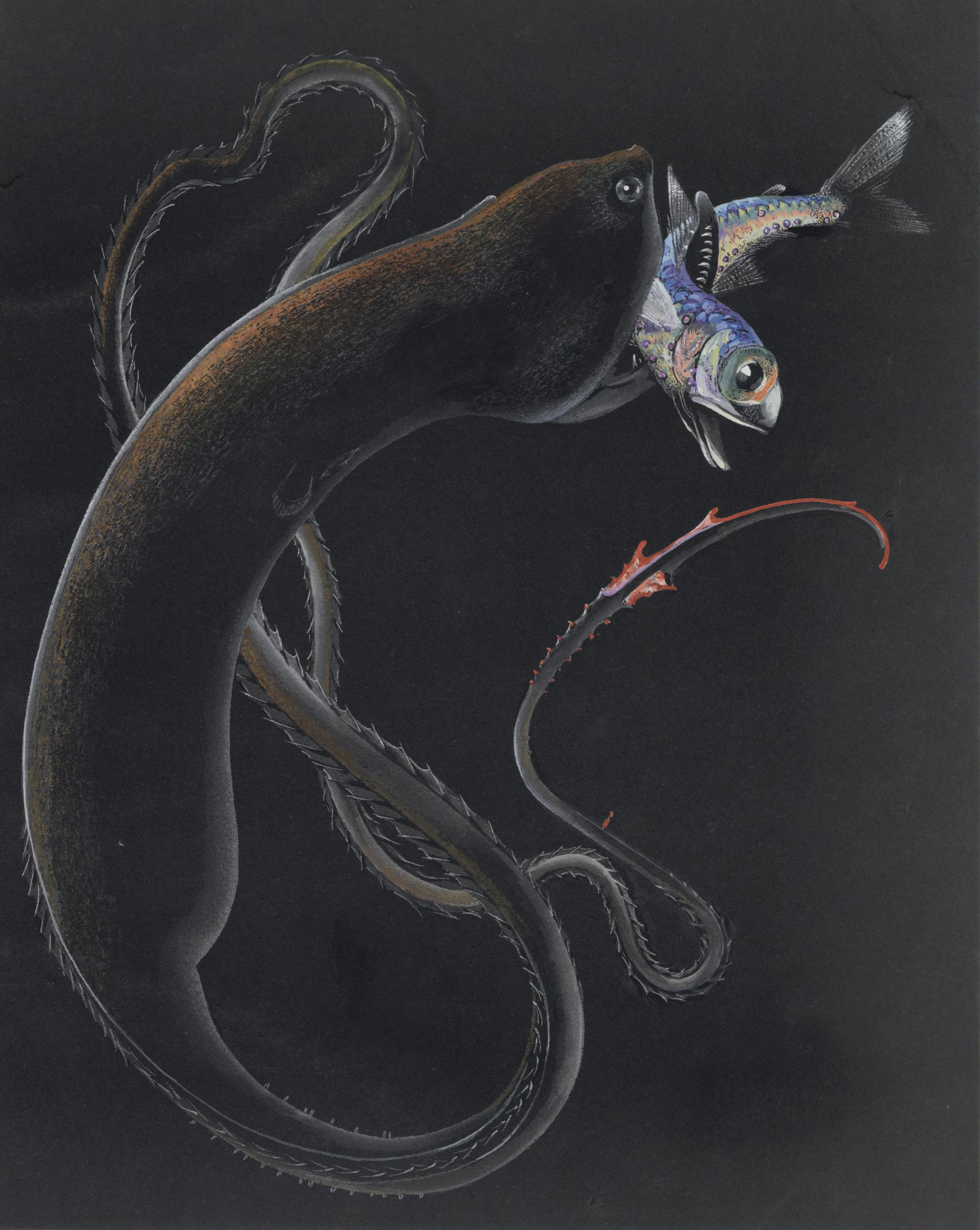Gulper Eel Capturing and Eating Another Fish 
