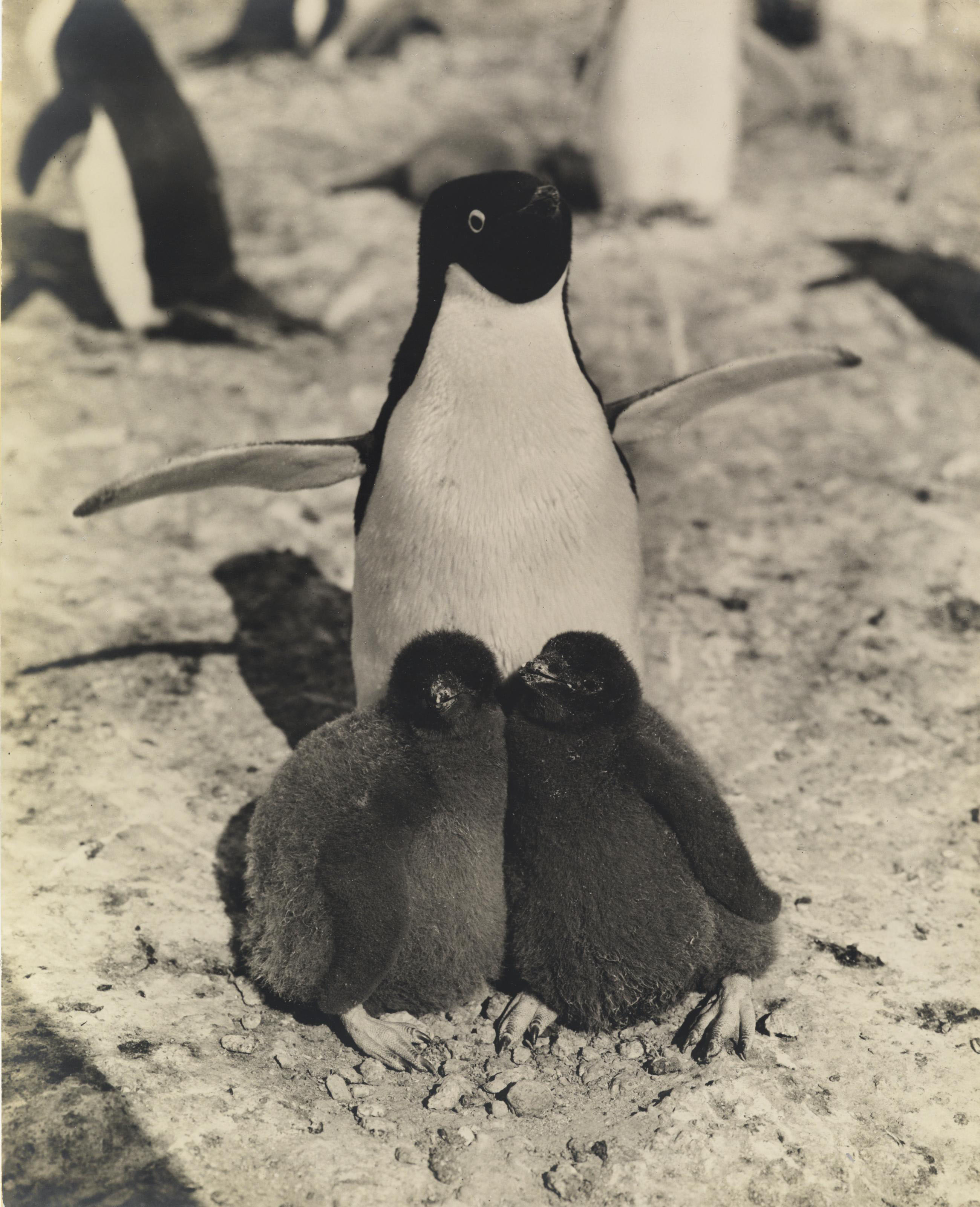 HERBERT G. PONTING (1870-1935) , Adélie Penguin and Chicks  