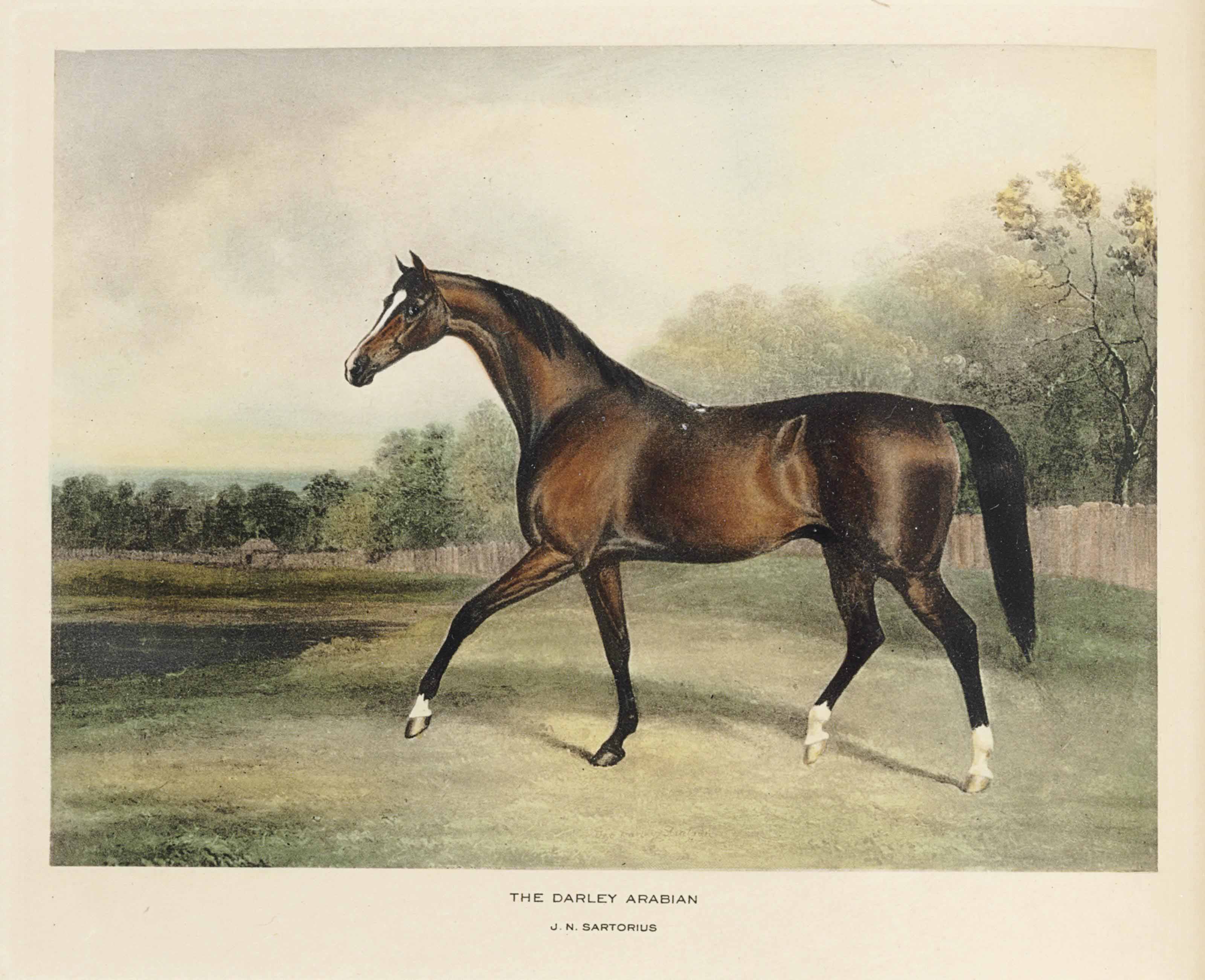 WOODWARD, William R. (1876-1953). Cherished Portraits Of Thoroughbred