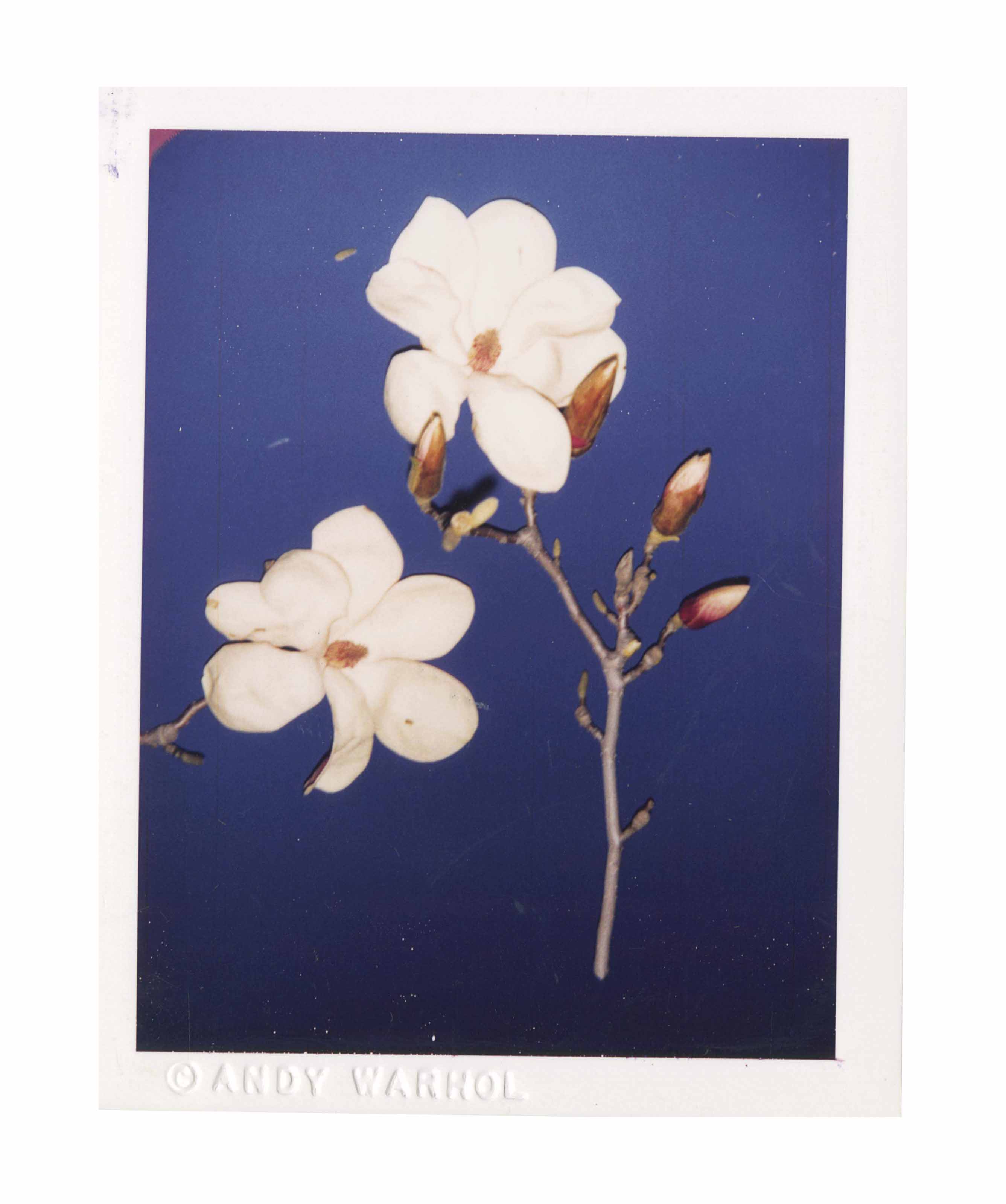 ANDY WARHOL (19281987) , Flowers, 1970s Christie's