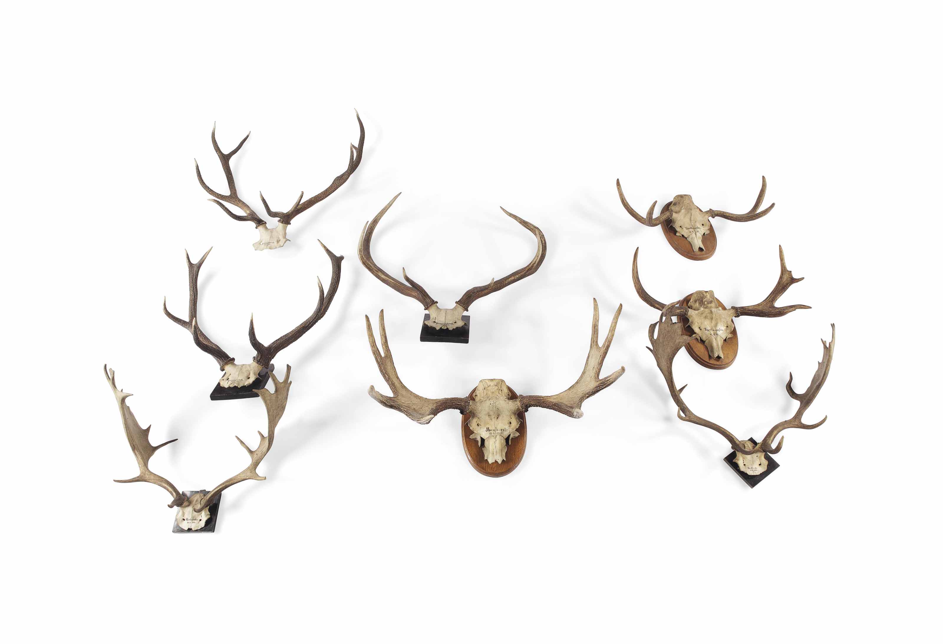 A Group Of Five Stag S Skulls Two Moose S Skulls With Antlers And One Fallow Deer Skull Decorating with miniature stag horns with the skull cap is one of the. antlers and one fallow deer skull