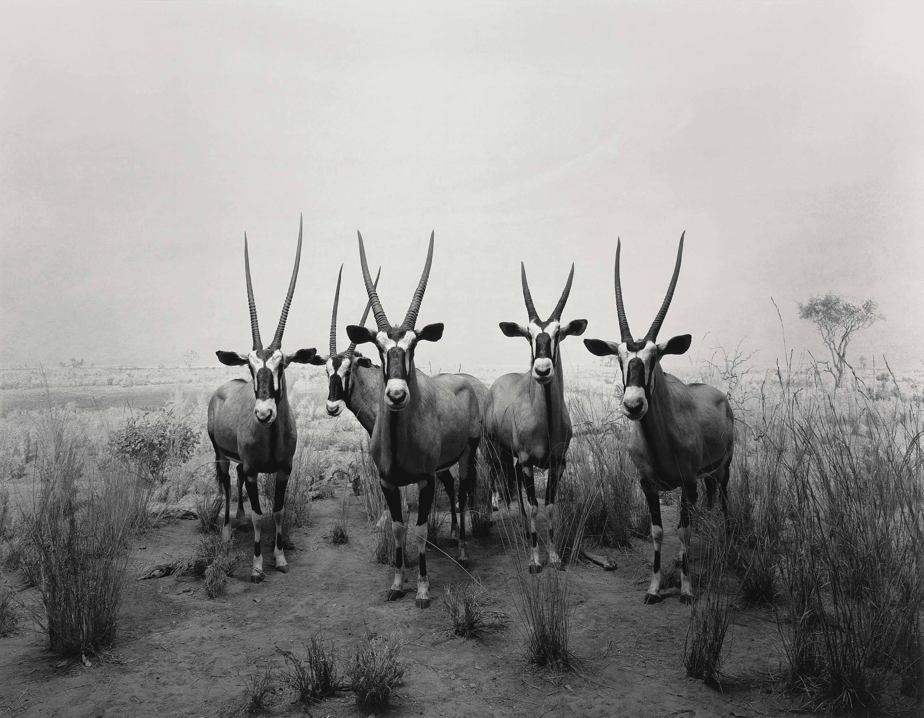 HIROSHI SUGIMOTO (B. 1948) , Gemsbok (from the series