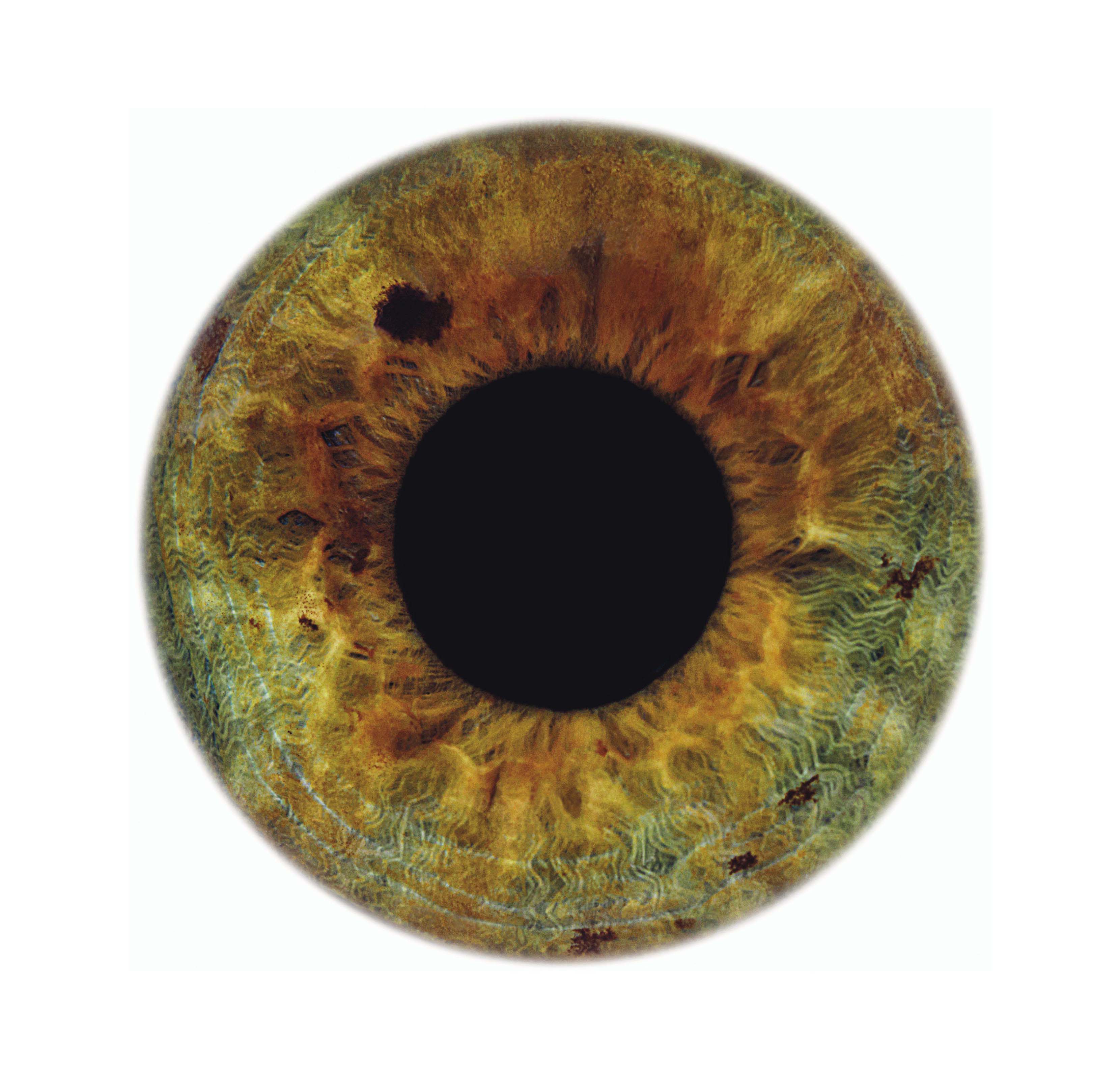 радужка глаза. коричневая радужка. карий зрачок. коричневая радужка. коричневый зрачок.