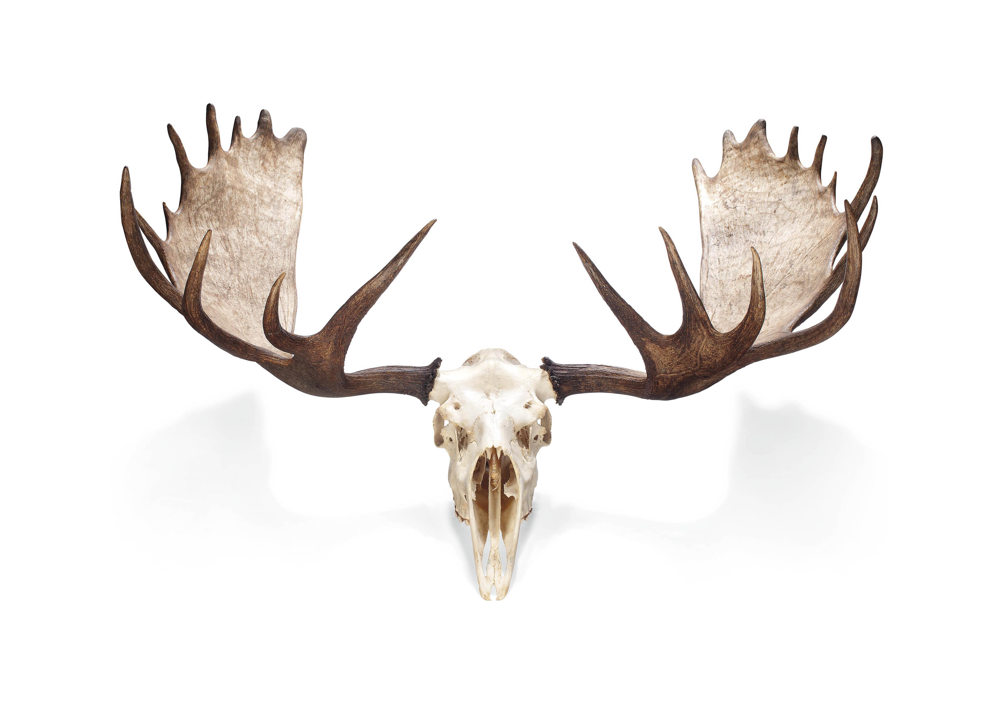 A PAIR OF NORTH AMERICAN MOOSE ANTLERS , SECOND HALF 20TH CENTURY