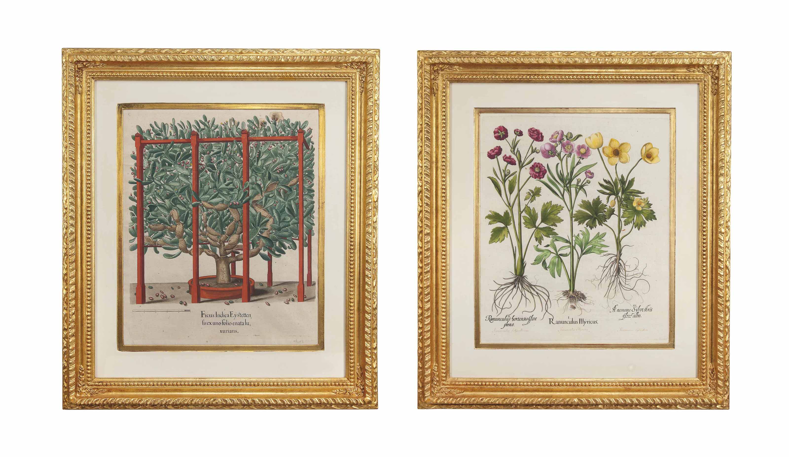 FOUR HANDCOLOURED COPPERPLATE ENGRAVINGS FROM HORTUS EYSTETTENSIS