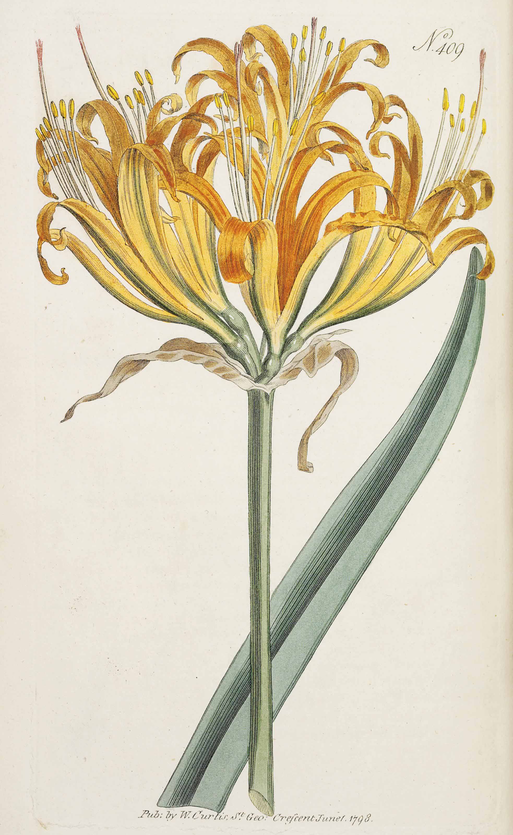 Lycoris guangxiensis