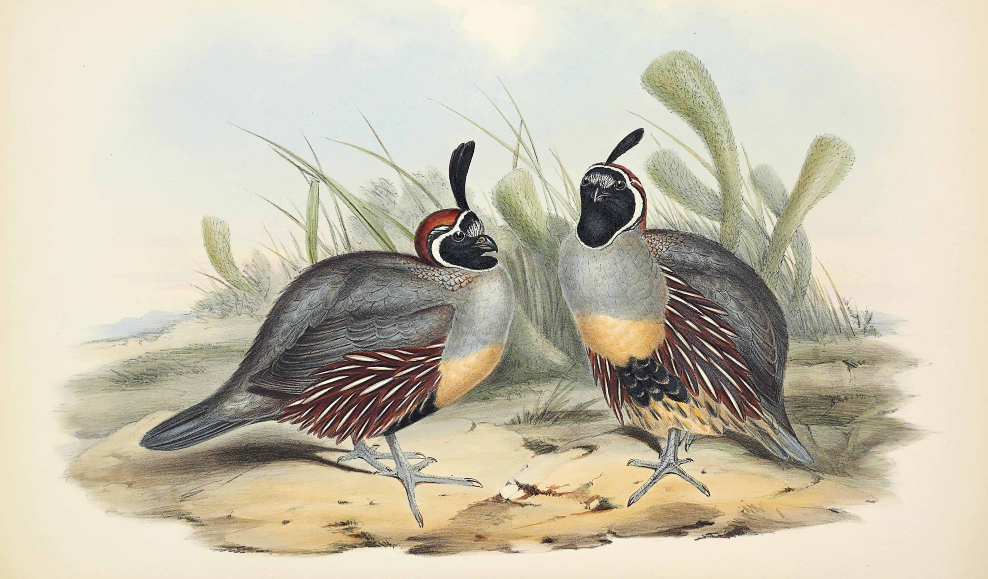 JOHN GOULD (18041881) Christie's
