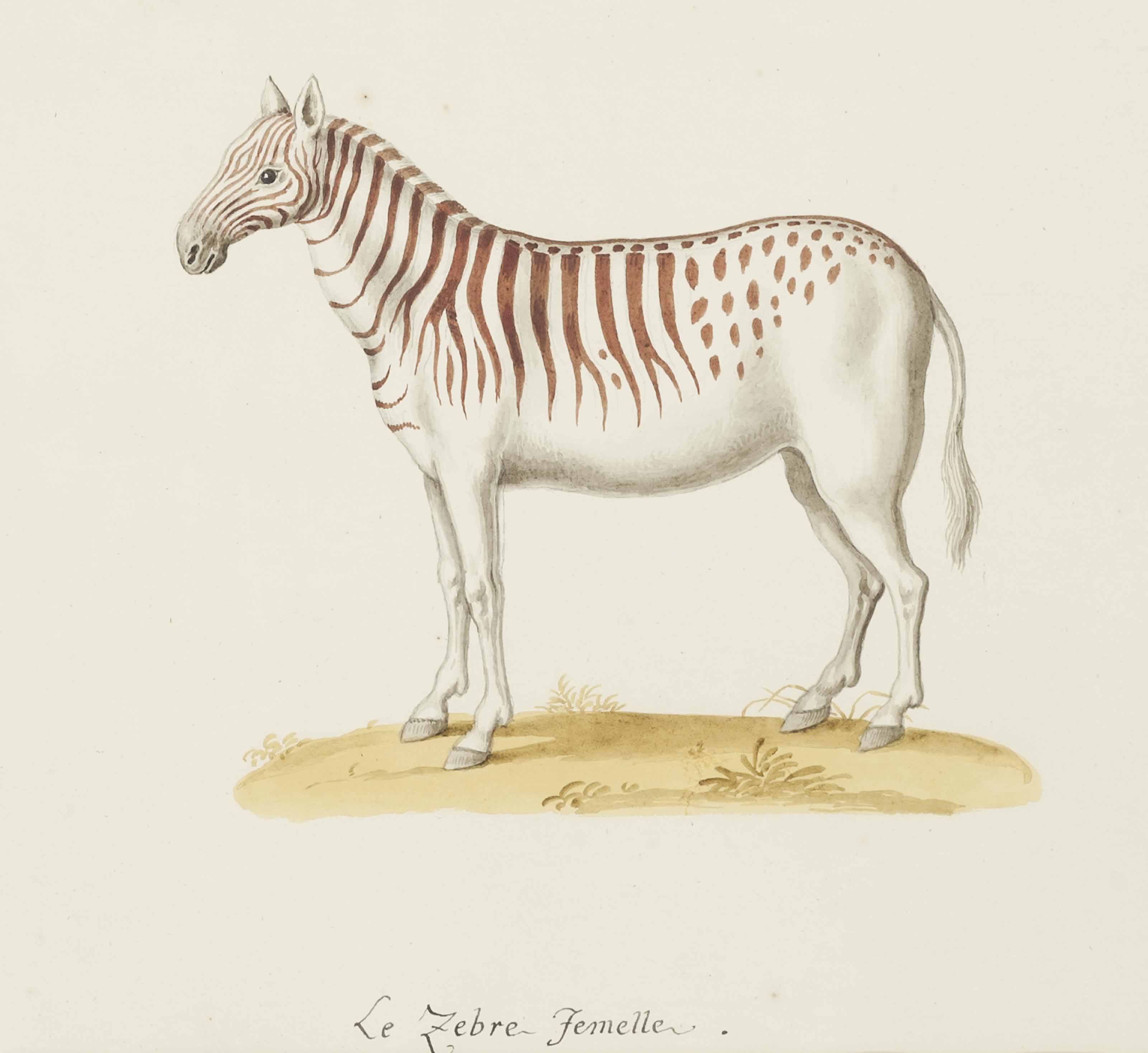 Franz Anton Von Schiedel 1731 1801 A Zebra And An Ocelot Drawings Watercolors Watercolor Christie S