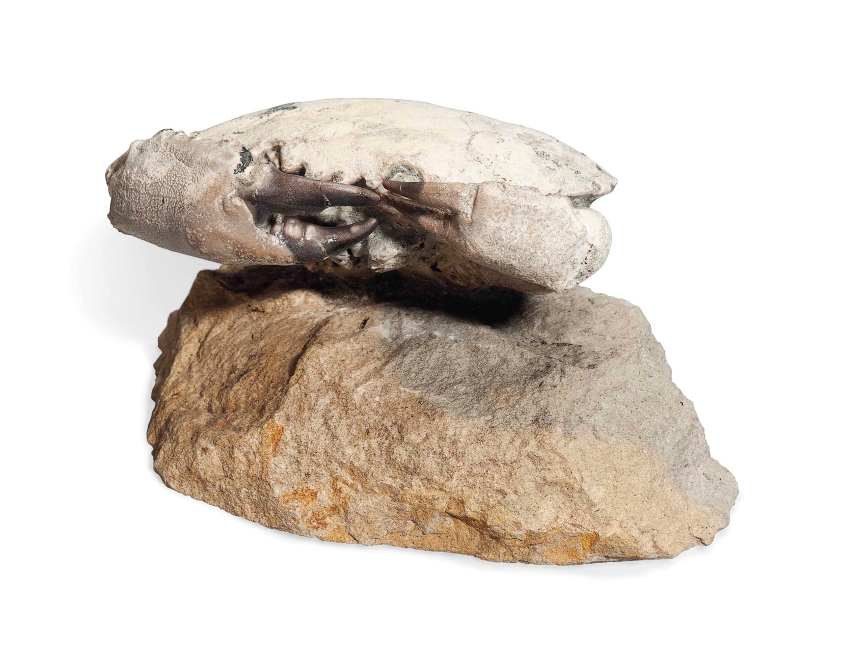 A FOSSIL CRAB