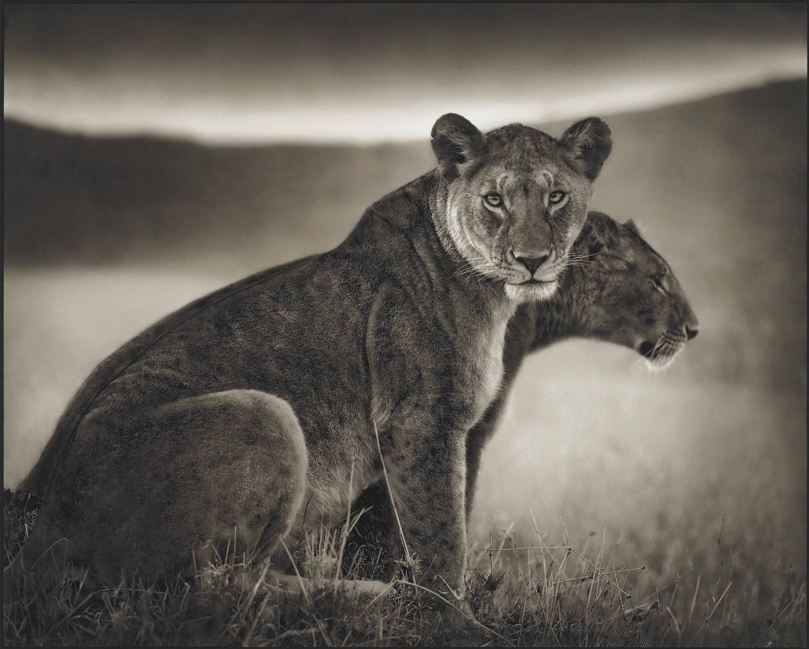 Черно белые звери. Ник Брандт фотограф. Фотограф ник Брандт Лев. Черно белые животные.