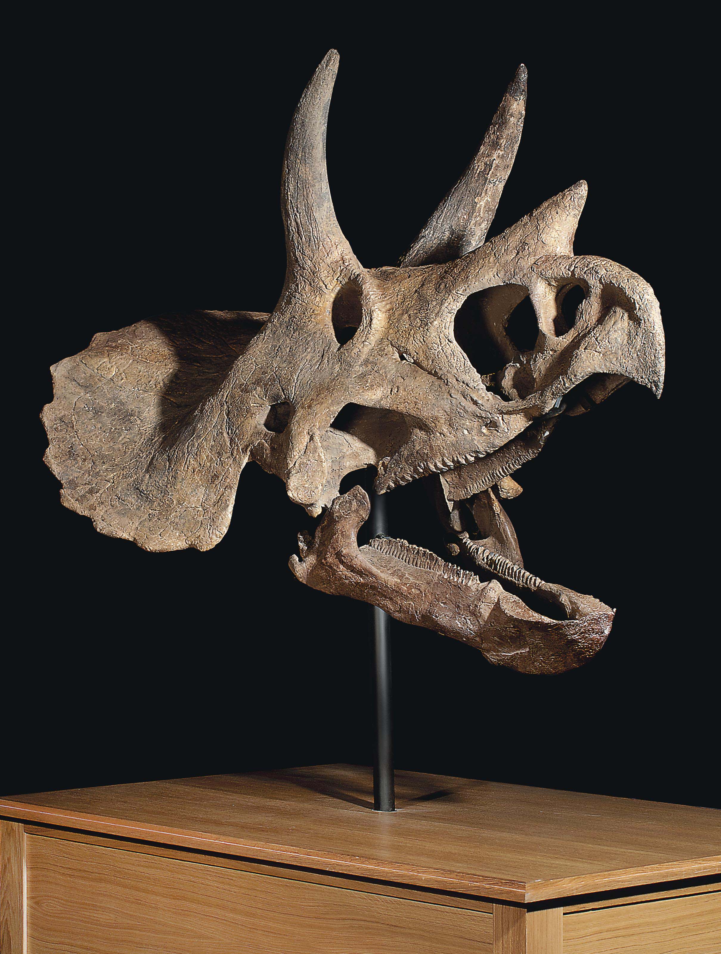 THE SKULL OF A TRICERATOPS , HELL CREEK FORMATION, MONTANA | Christie's