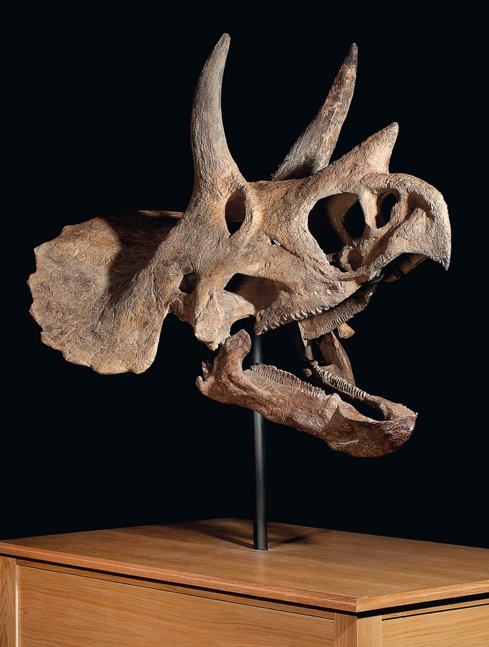triceratops skull for sale