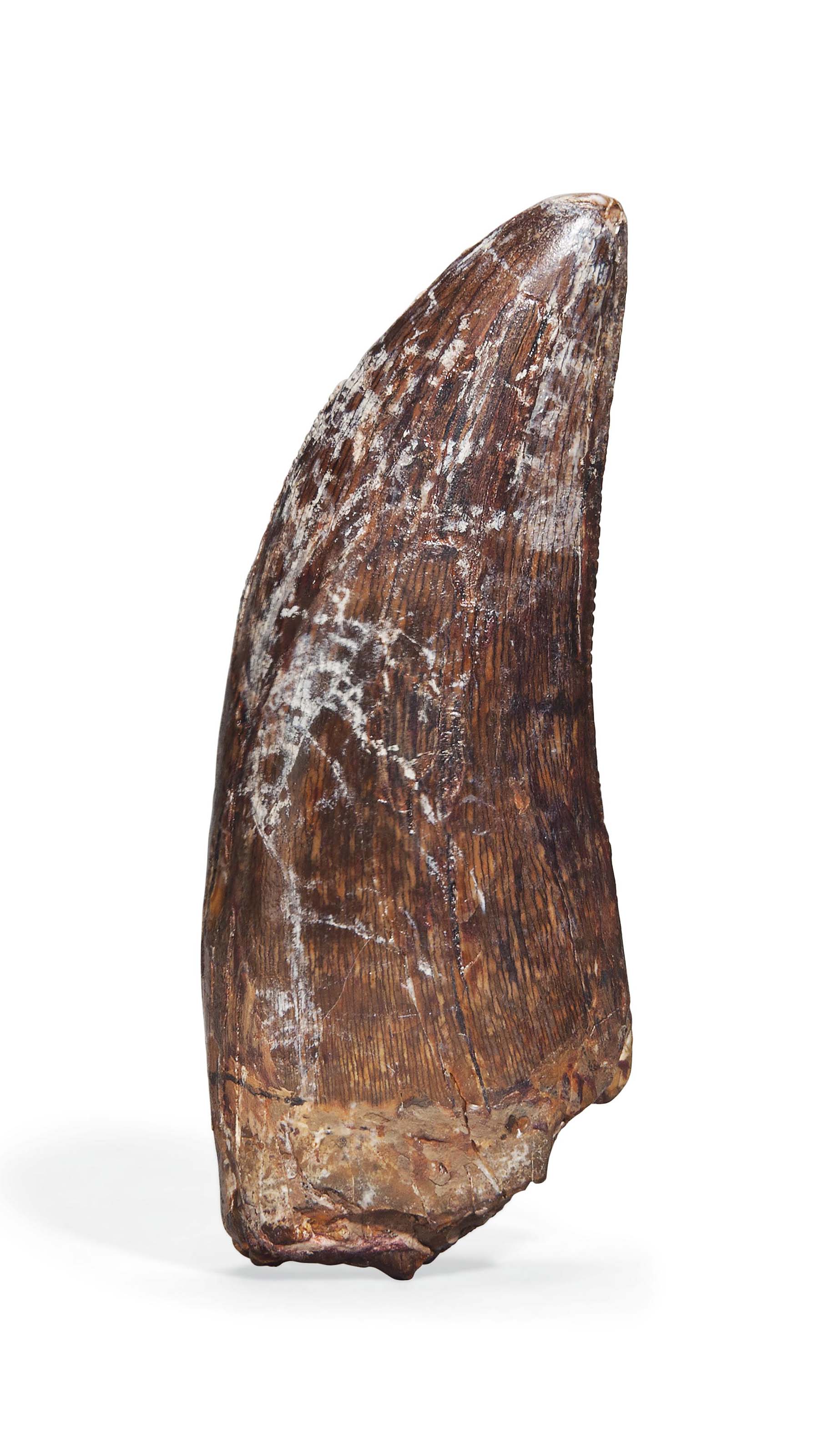 real tyrannosaurus rex tooth