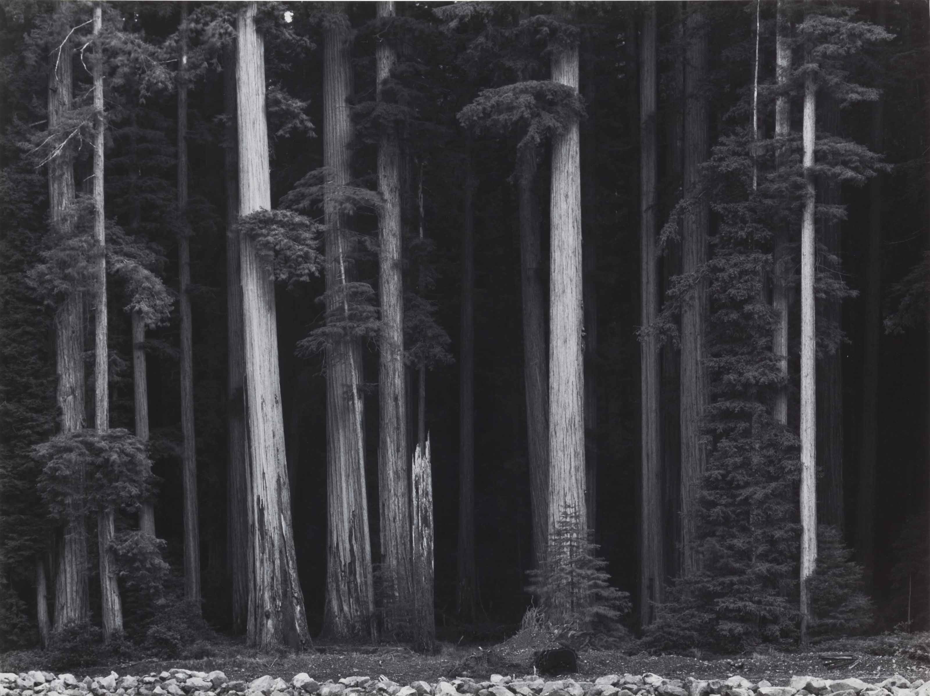 ANSEL ADAMS (19021984) , Redwoods, Bull Creek Flat