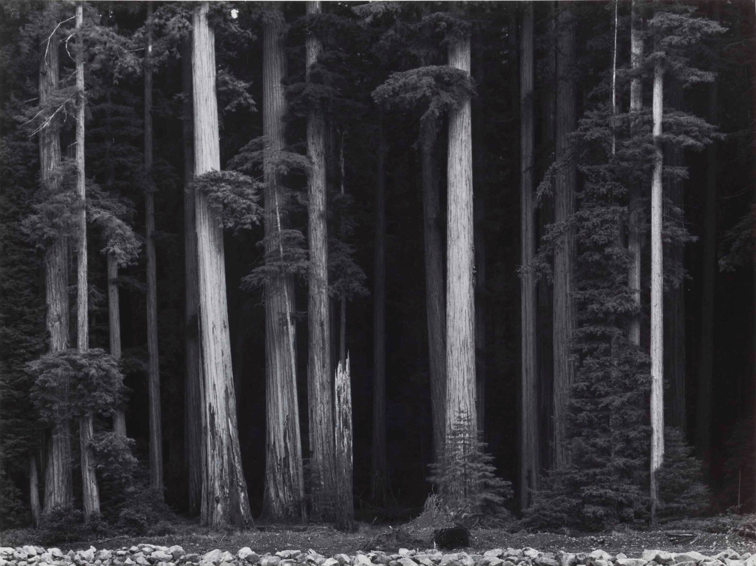 ANSEL ADAMS (19021984) , Redwoods, Bull Creek Flat, California, c