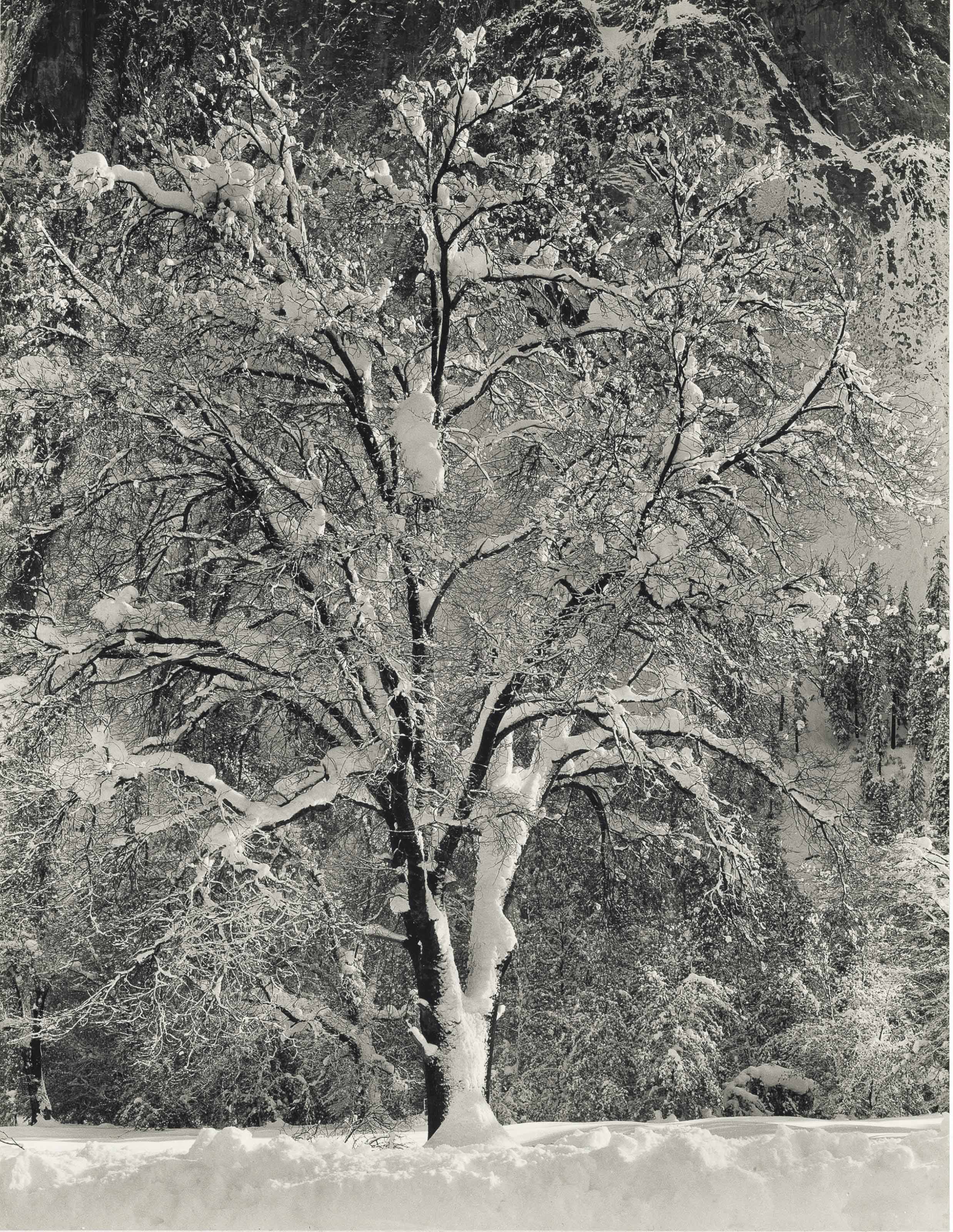 Ansel Adams 1902 1984 Oak Tree Winter Yosemite C 1948