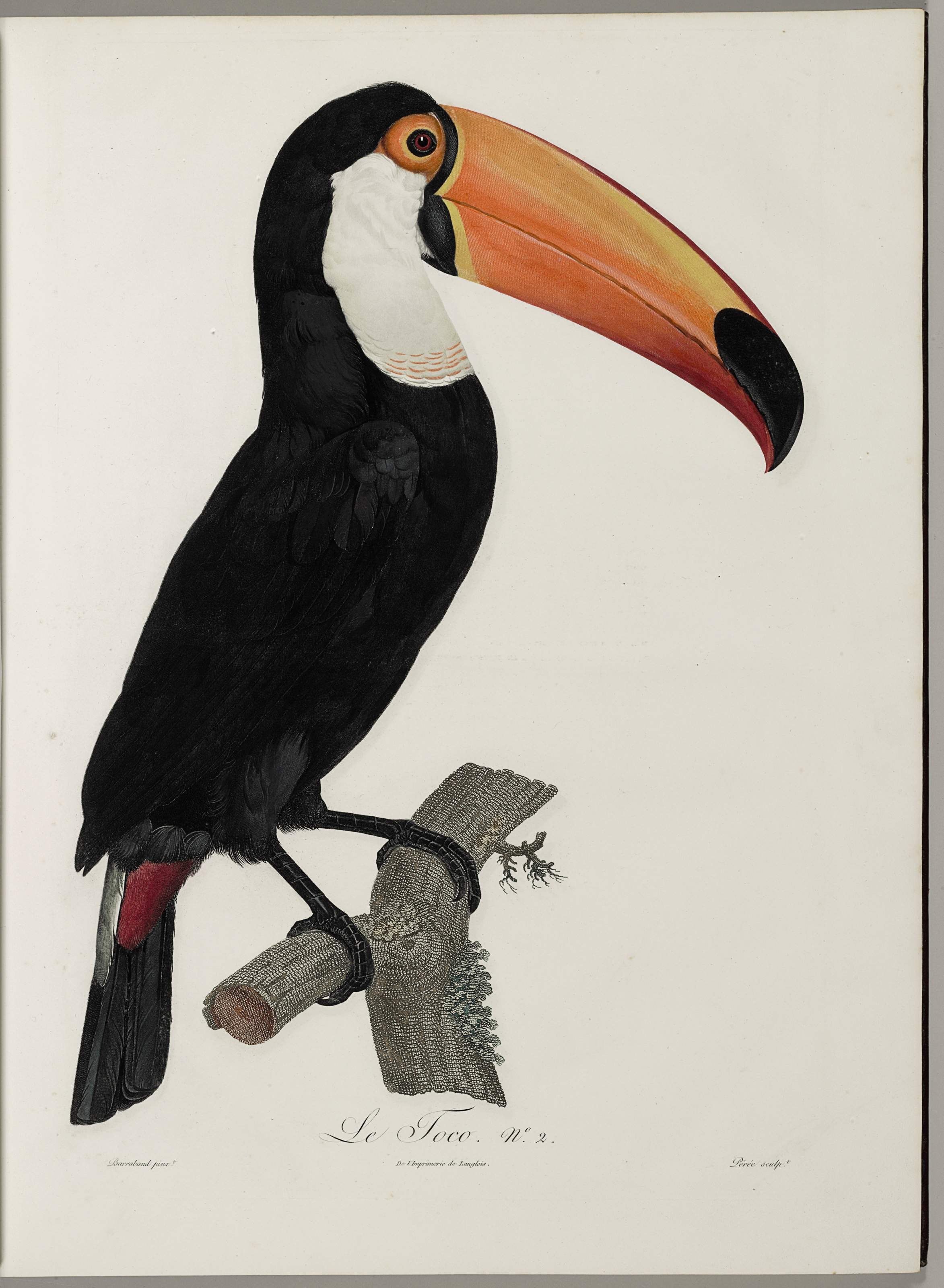 Levaillant François 1753 1824 Histoire Naturelle Des