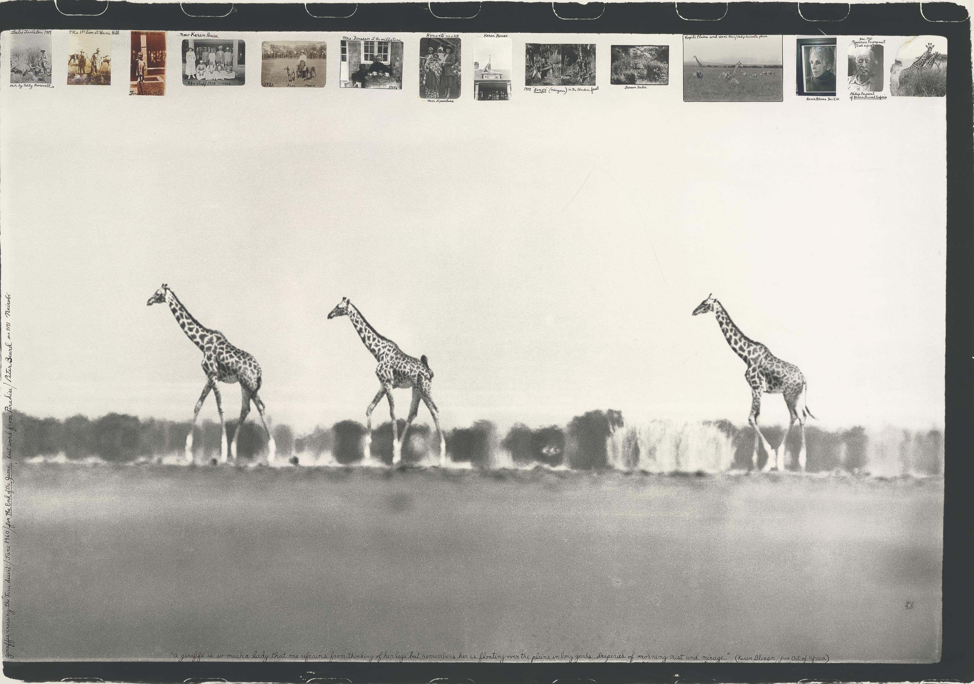 PETER BEARD (B. 1938) , Giraffes in Mirage on the Taru Desert, Kenya