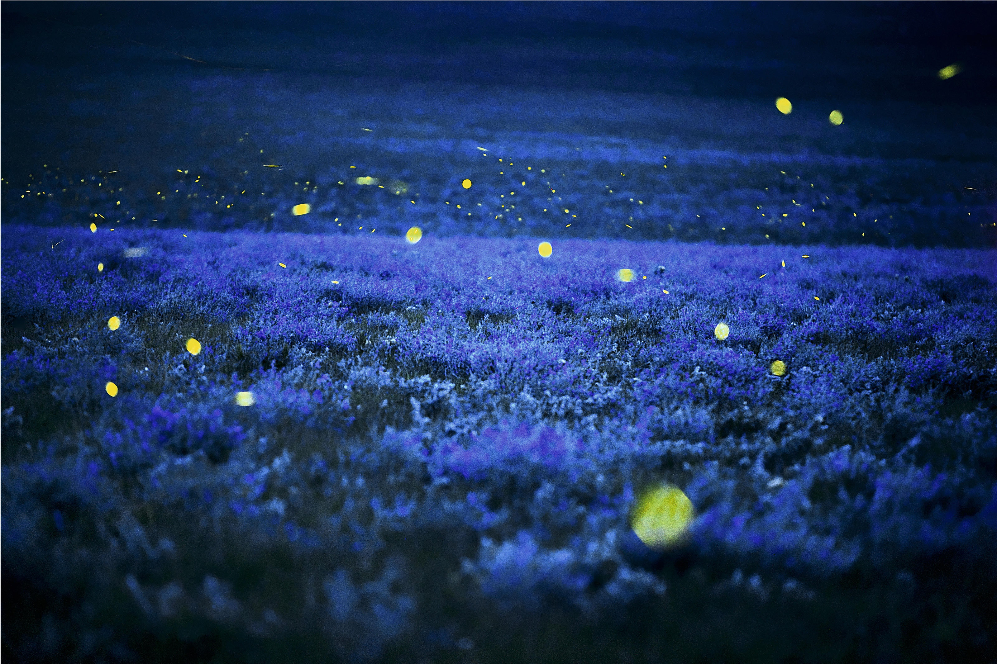 Lightning bugs and wild alfalfa, Strong City, Kansas, 2007, Jim