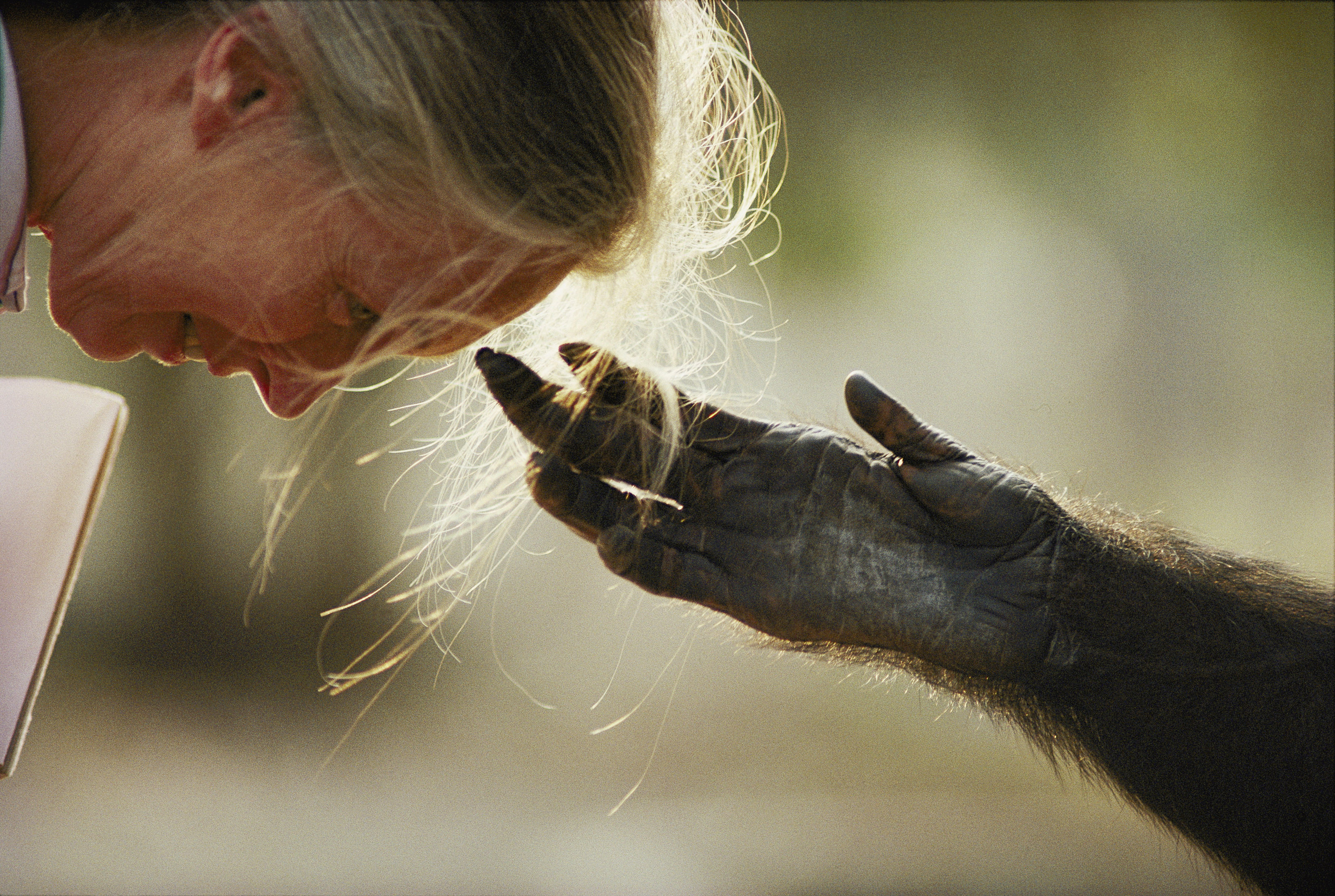 Jou Jou and Jane Goodall, Brazzaville Zoo, Republic of Congo