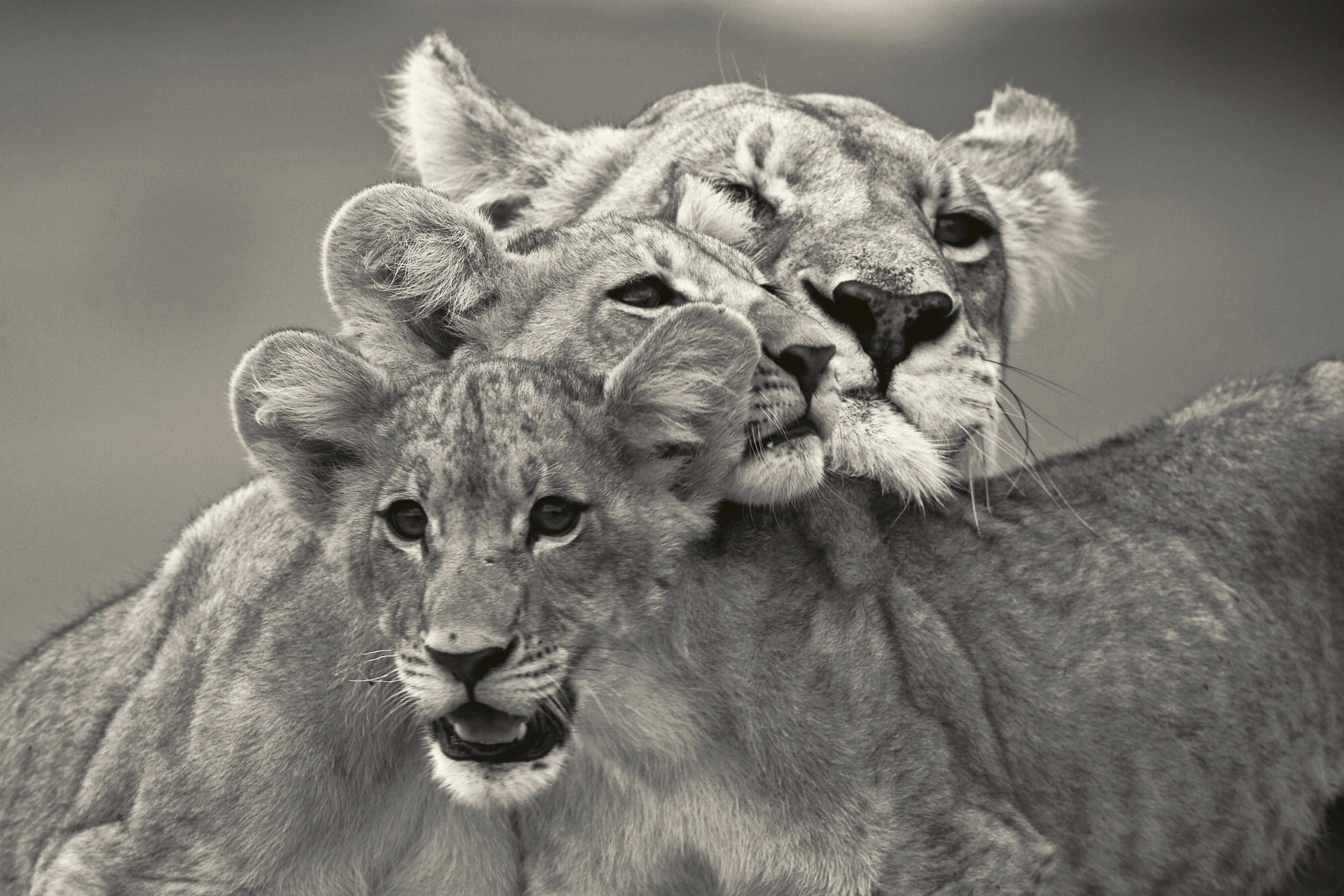A Lioness and her Cubs, Botswana, 2007, Beverly Joubert Christie's