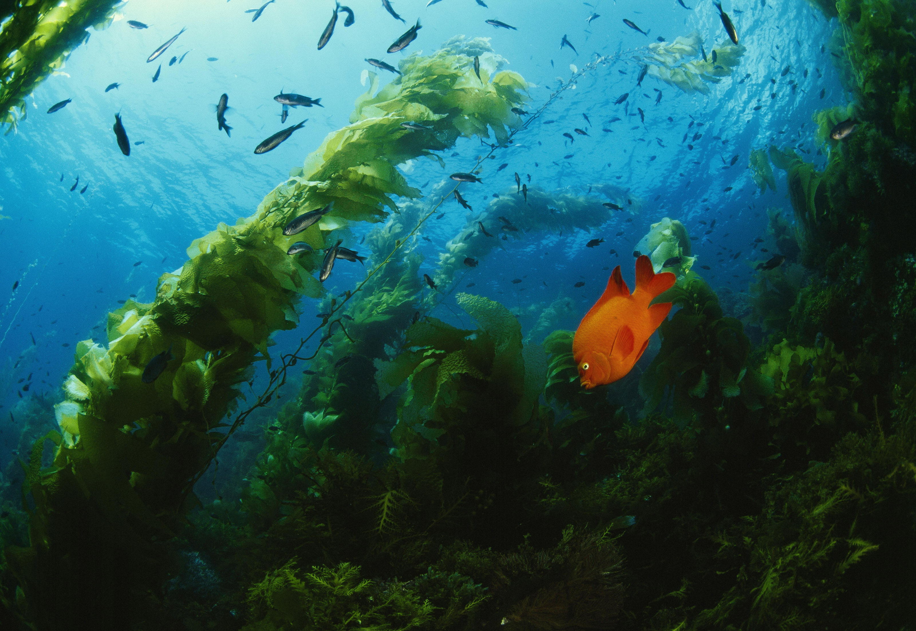 Garibaldi Fish in Giant Kelp forest, Catalina Island, Channel Islands ...